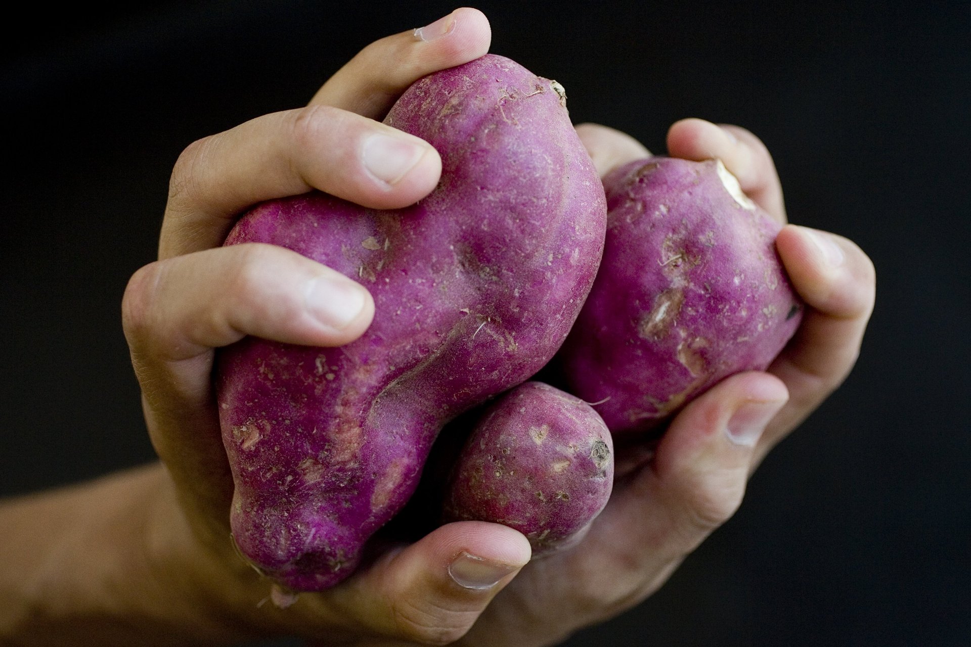 Red kumara is still the main kumara type grown in New Zealand.