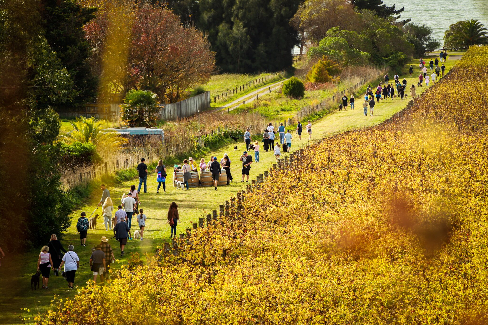 Wine Dogs, the annual mass dog-walking event at Elephant Hill Winery. Photo / Paul Taylor