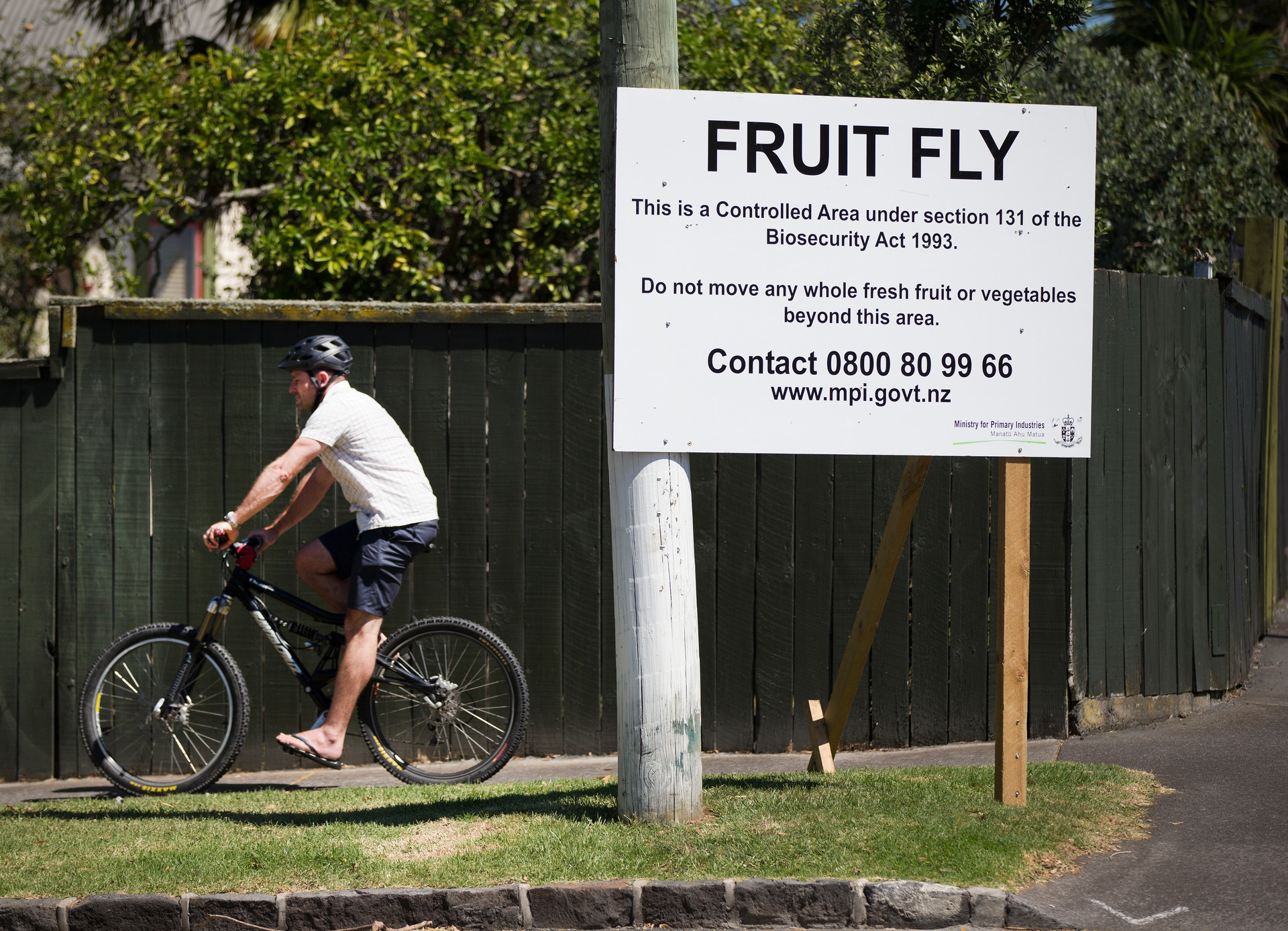 A fruit fly warning sign in suburban Auckland after a male Queensland fruit fly was fought in a trap in Sandringham. New Zealand Herald photograph