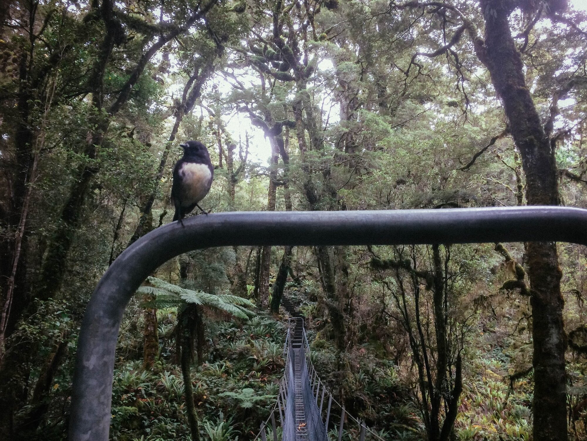 A South Island robin takes a break on the Hump Ridge Track. Photo / Varsha Anjali