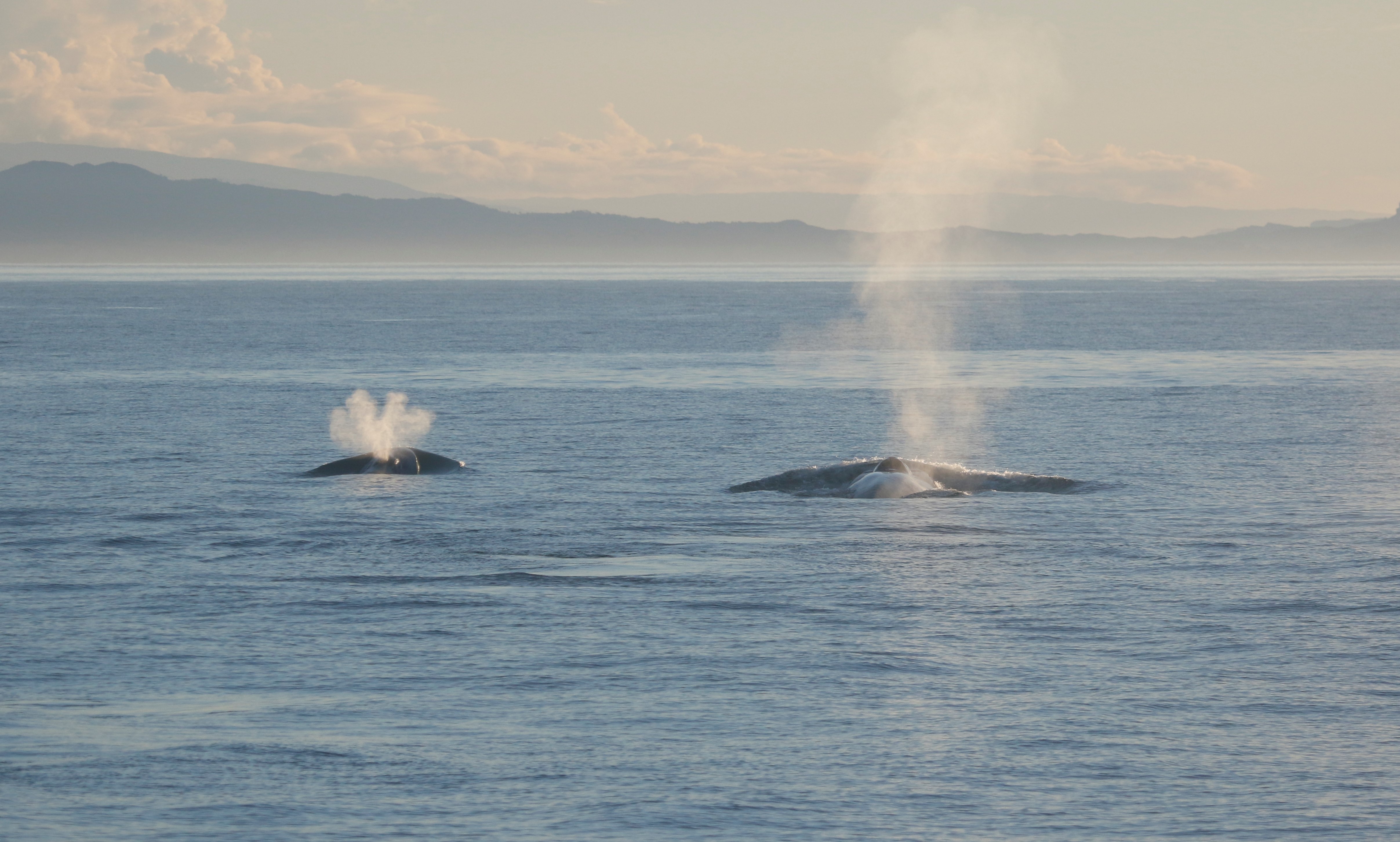 A pair of blue whales come up for air in the South Taranaki Bight. Photo / Leigh Torres, Oregon State University