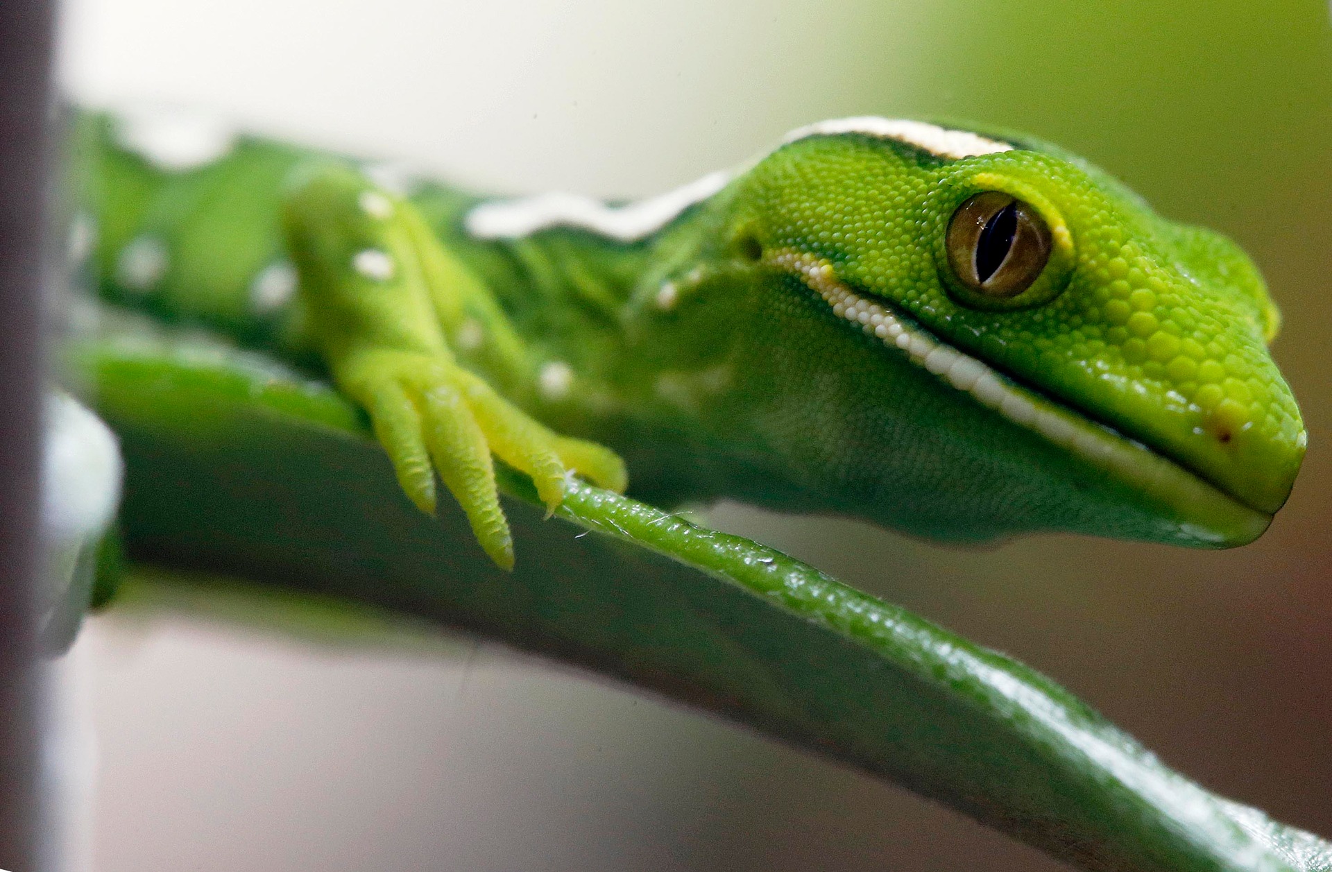 The endagered Northland green gecko. Photo / Supplied