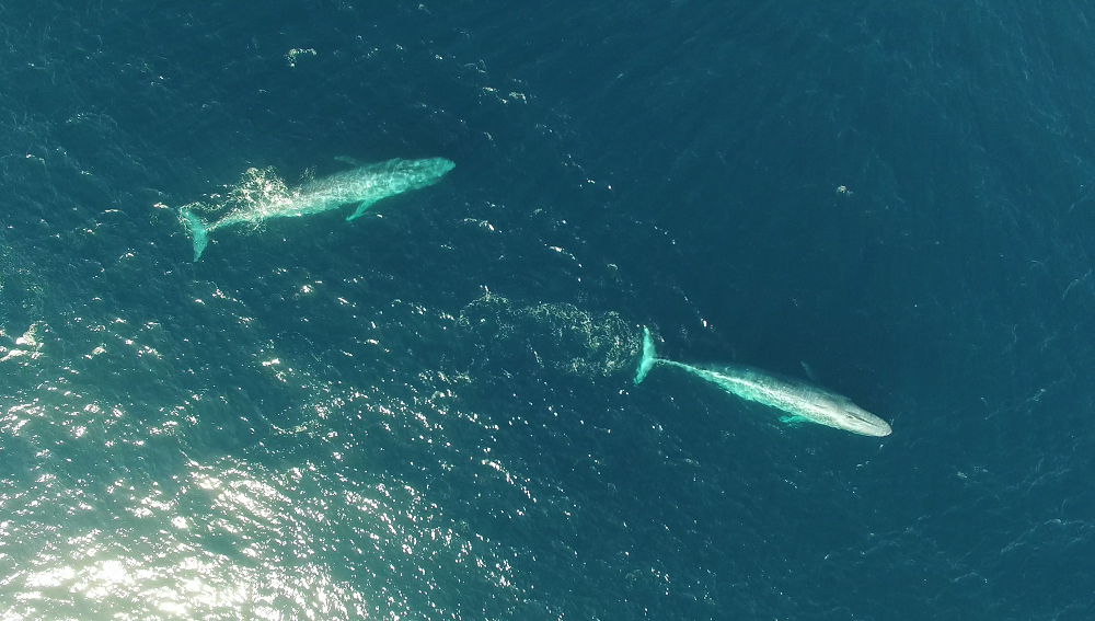The whales were first spotted off New Zealand's coast several years ago. Photo / Oregon State University