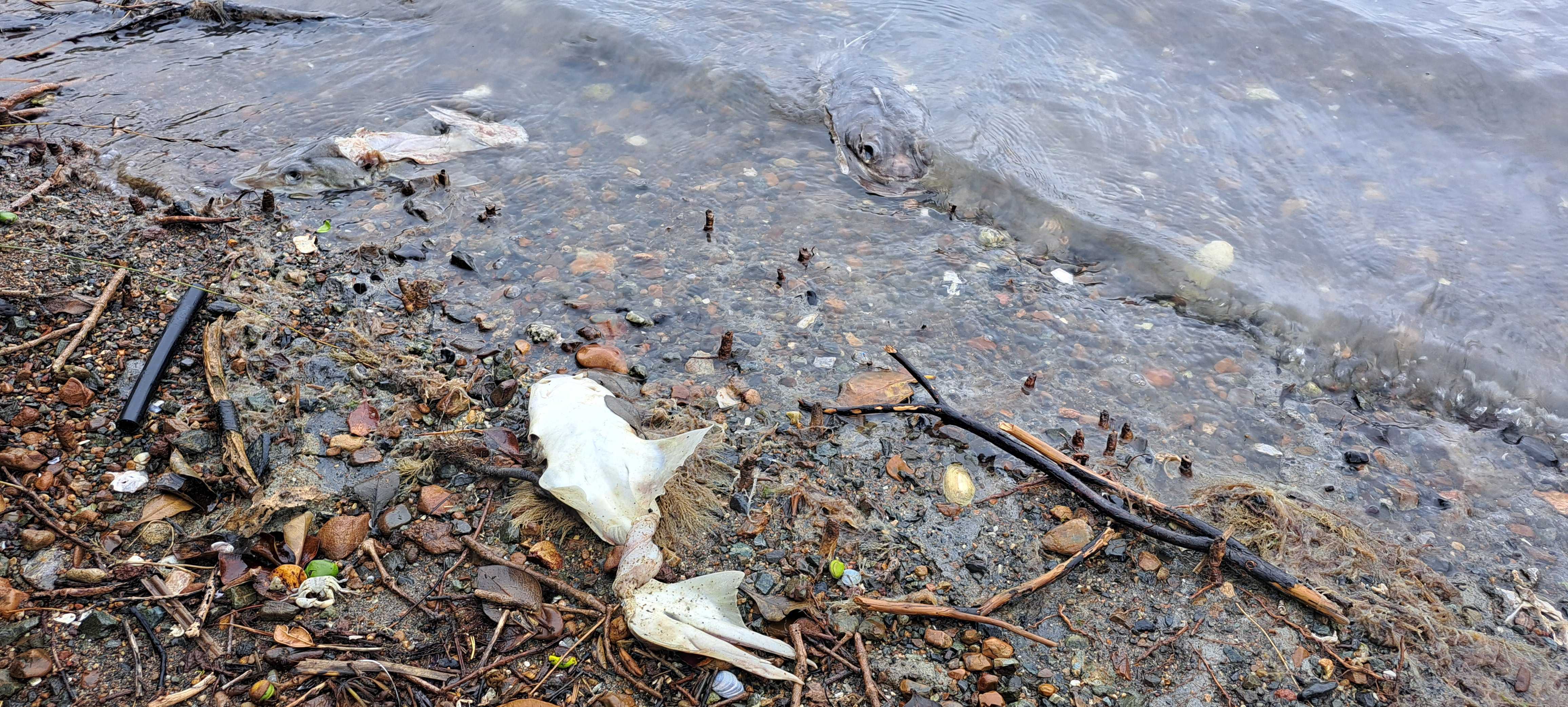  An eagle ray (top right) was among the rig sharks. Neither species are protected but should not be dumped close to shore, Fisheries say. Photo / Brodie Stone