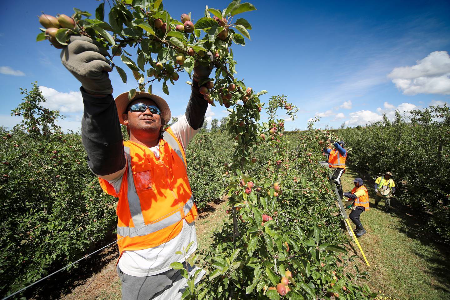 Covid 19 coronavirus: Seasonal workers from Sāmoa, Tonga, Vanuatu allowed  into NZ from September - NZ Herald