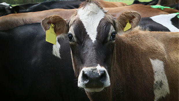 The Global Dairy Trade auction dipped slightly this week after a 5.5% increase two weeks ago. Photo / DairyNZ