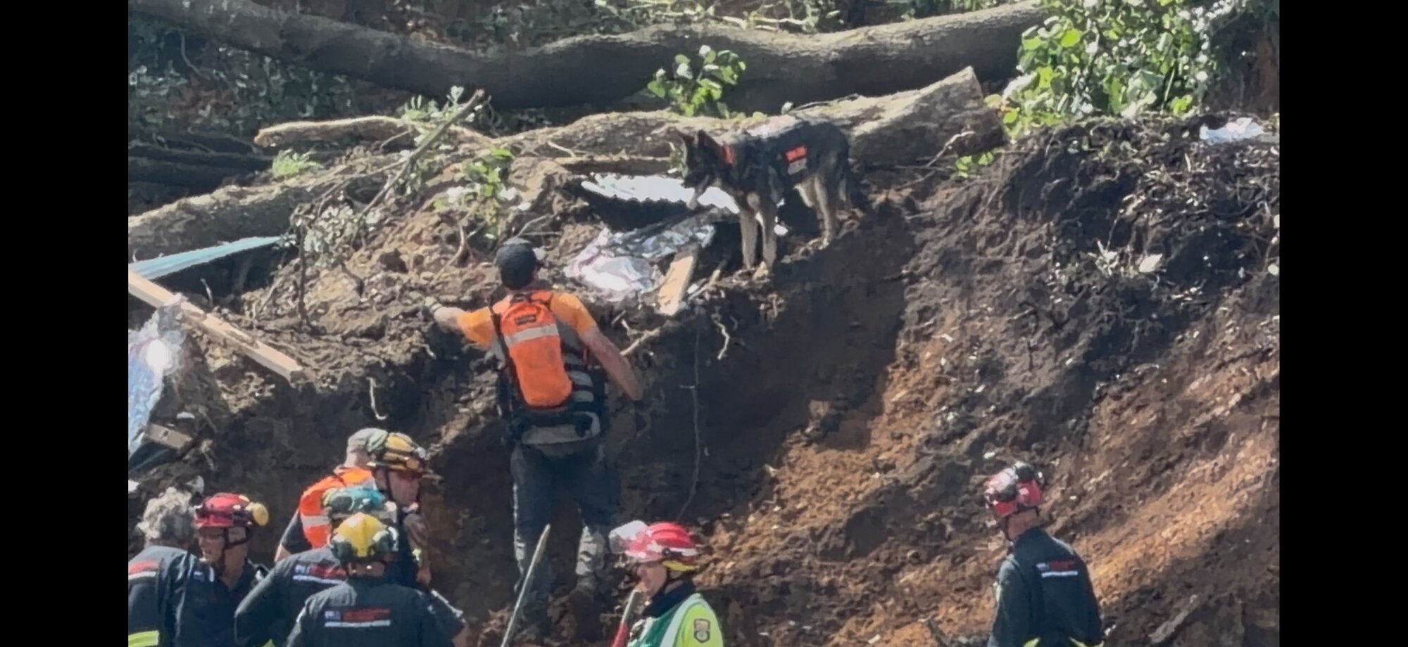 Dog teams move in during the initial response to the slip on Mauao.