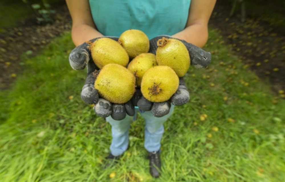 Bioactives from horticultural waste streams will open up sustainable opportunities to increase the value of primary sector exports. Photo / Supplied