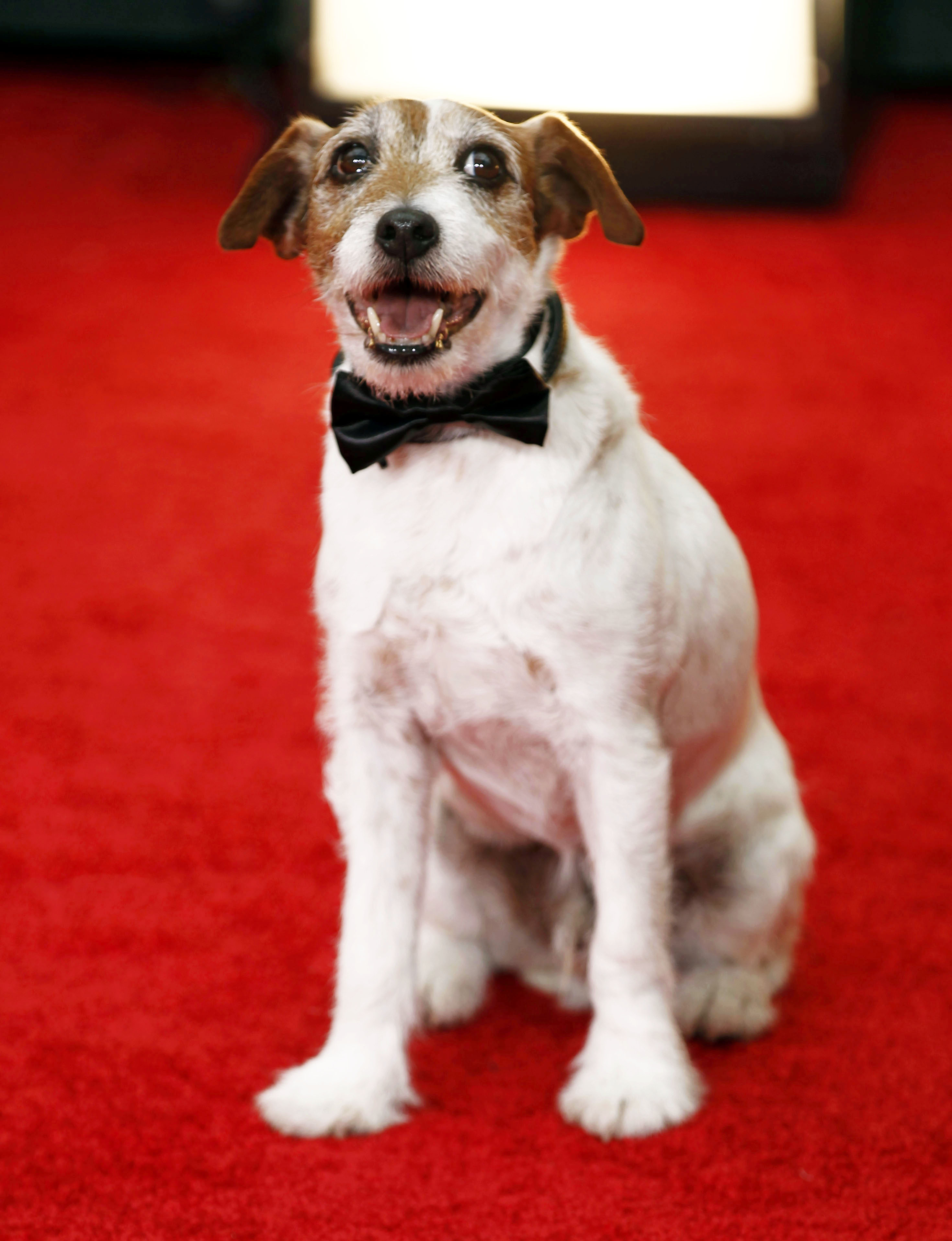 Uggie on the red carpet at the 2012 Academy Awards. Photo / AP