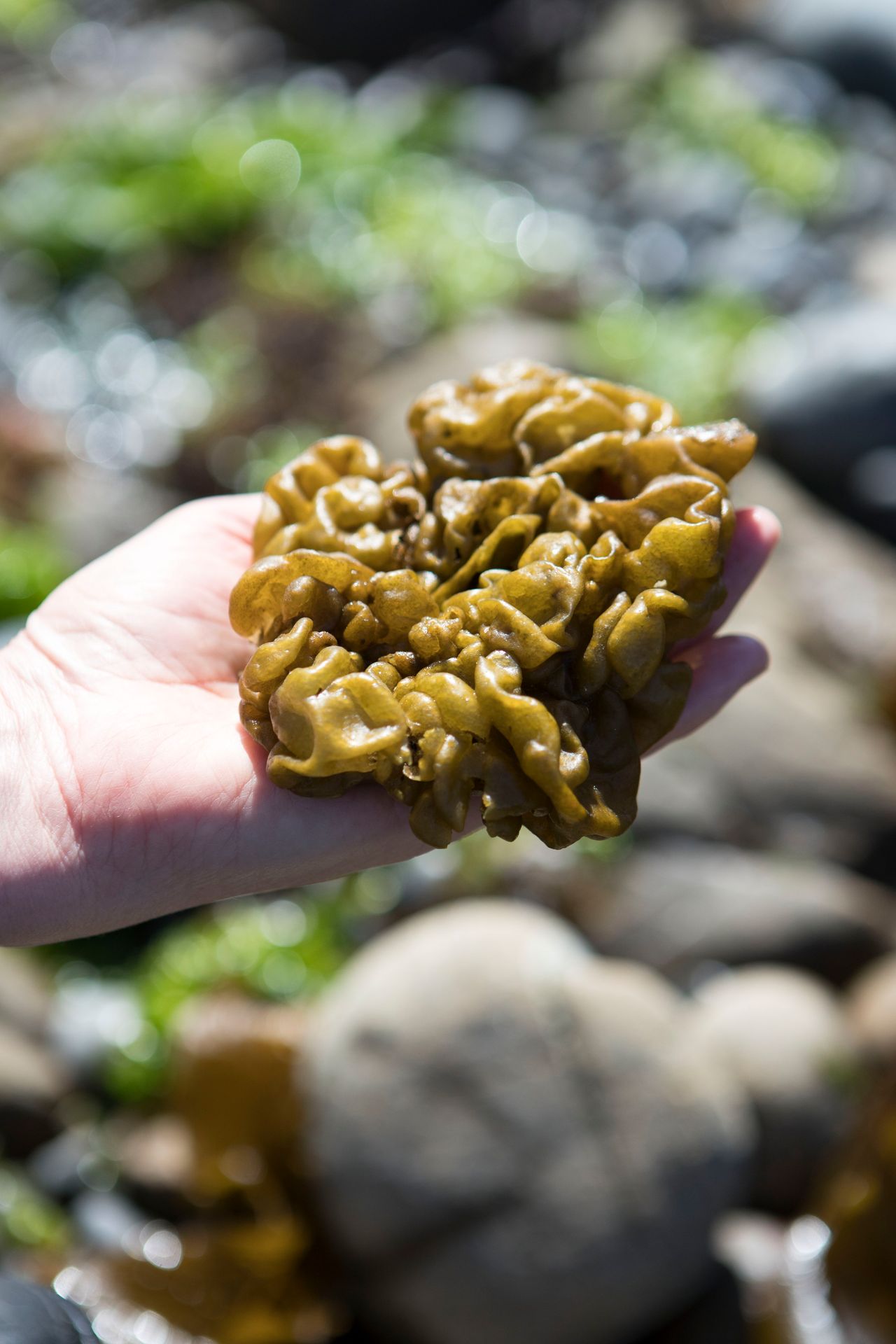 A seaweed from the genus Colpomenia. Photo / Nicola Edmonds