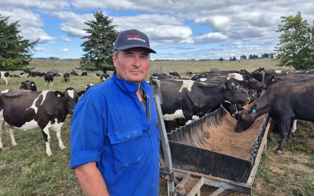 Tihoi dairy farmer Richard Webber is feeding palm kernel to keep condition on his cows, but says milk production has dropped 10% due to the drought. Photo / RNZ / Alexa Cook