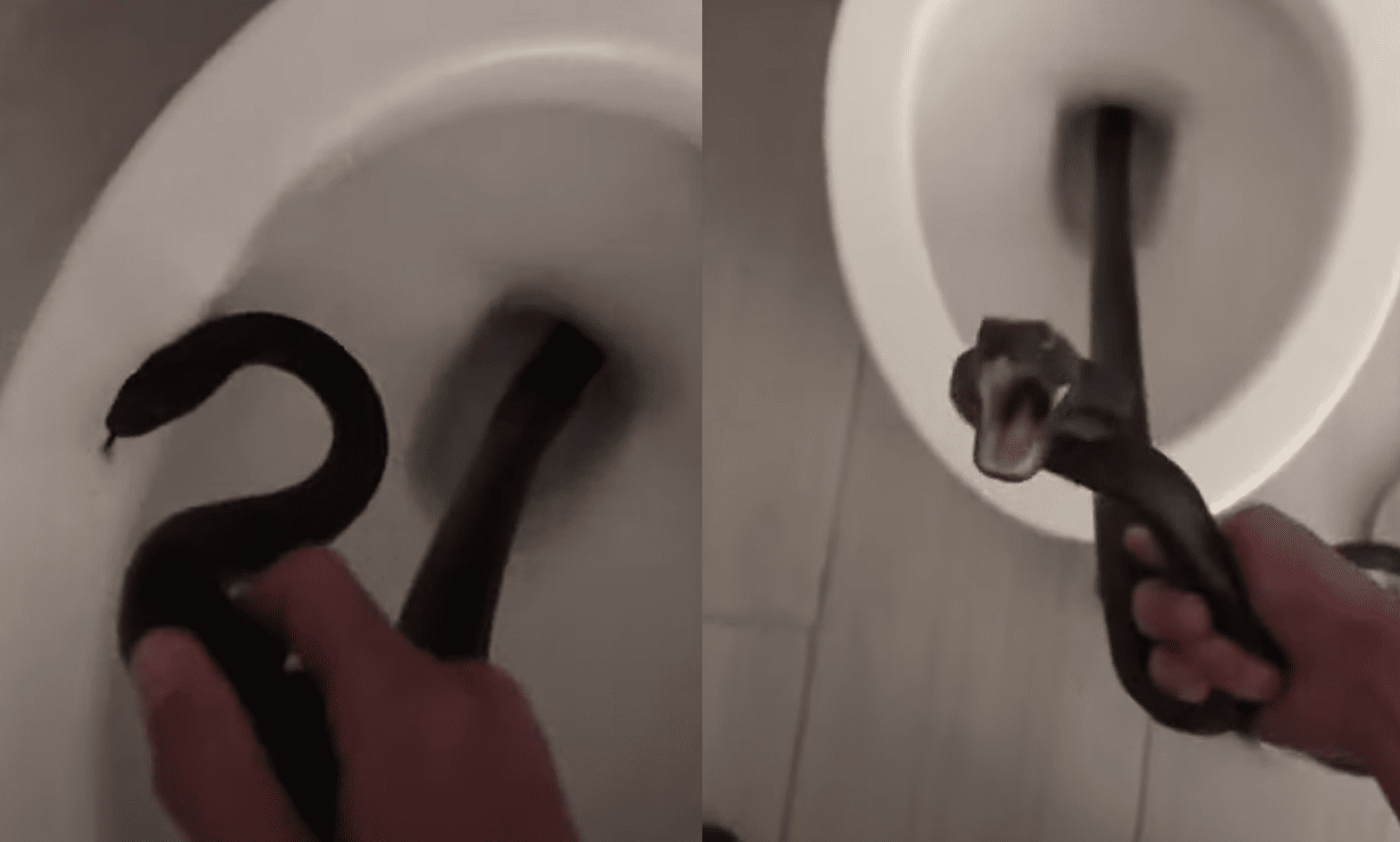 Surprise! Rattlesnake in a toilet