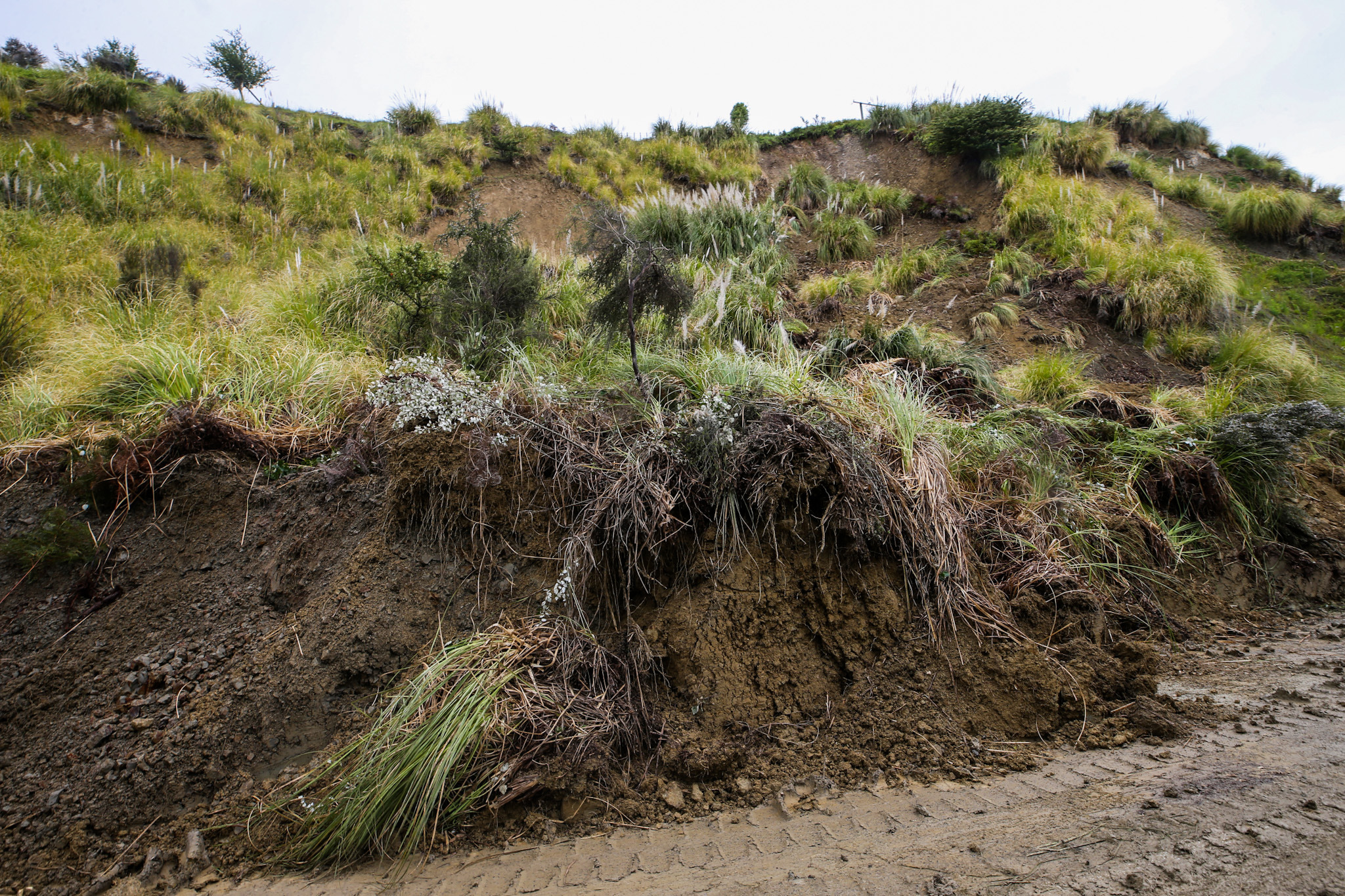 The slip drifting from a hillside after the deluge, causing the prolonged closure of SH2, with 130-185mm of rain reported in 24 hours in parts of the Wairoa District. Photo / Paul Taylor