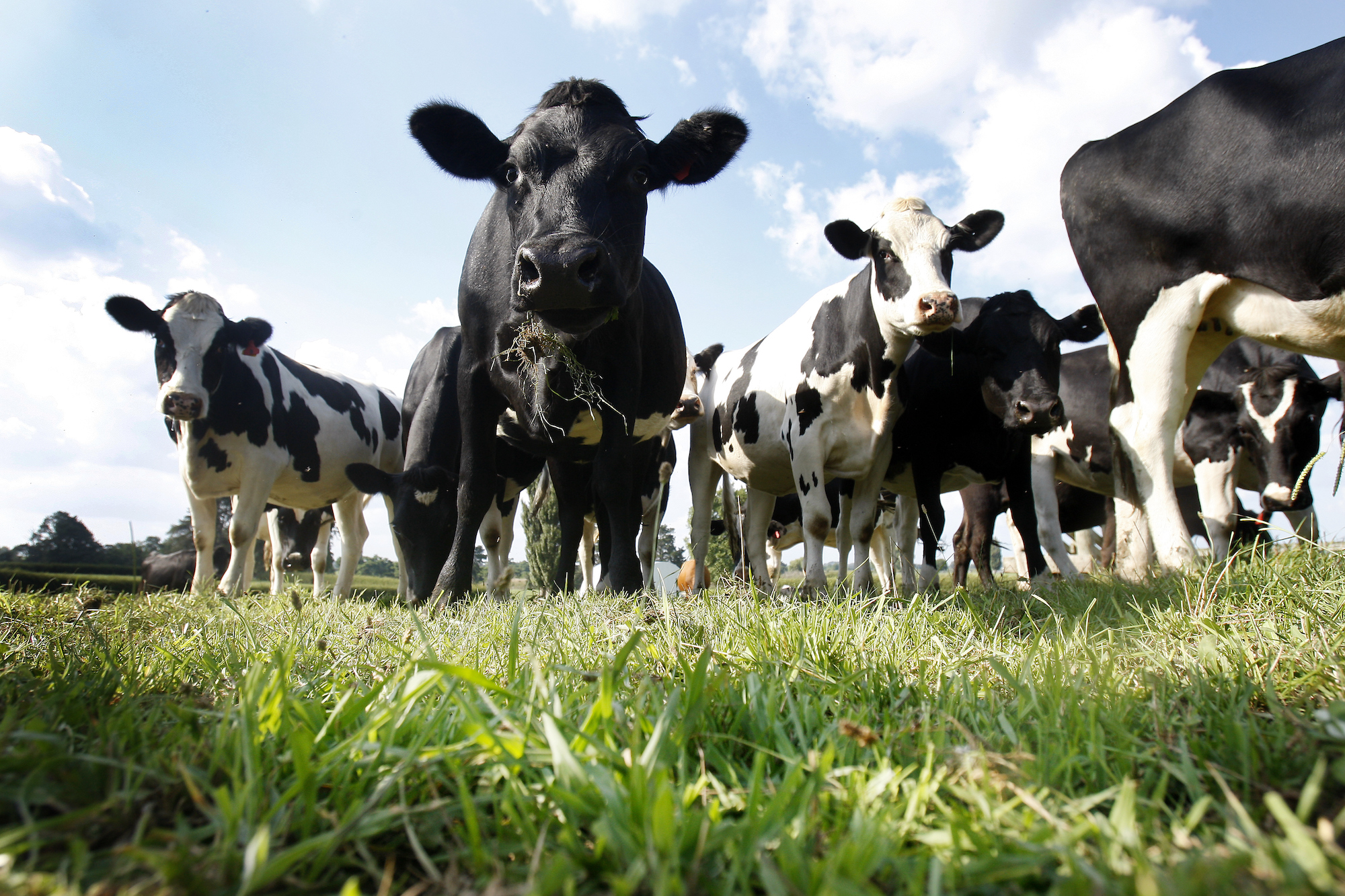 The supplement Bovaer may reduce a cow's methane output by 30 per cent in non-pasture cattle. File photo / Christine Cornege