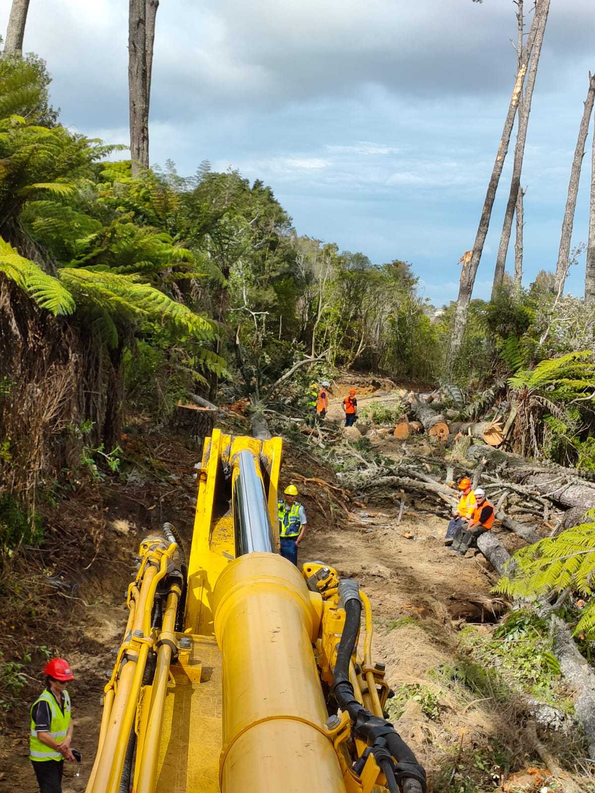 Trees felled by out-of-town Dunedin firm - NZ Herald