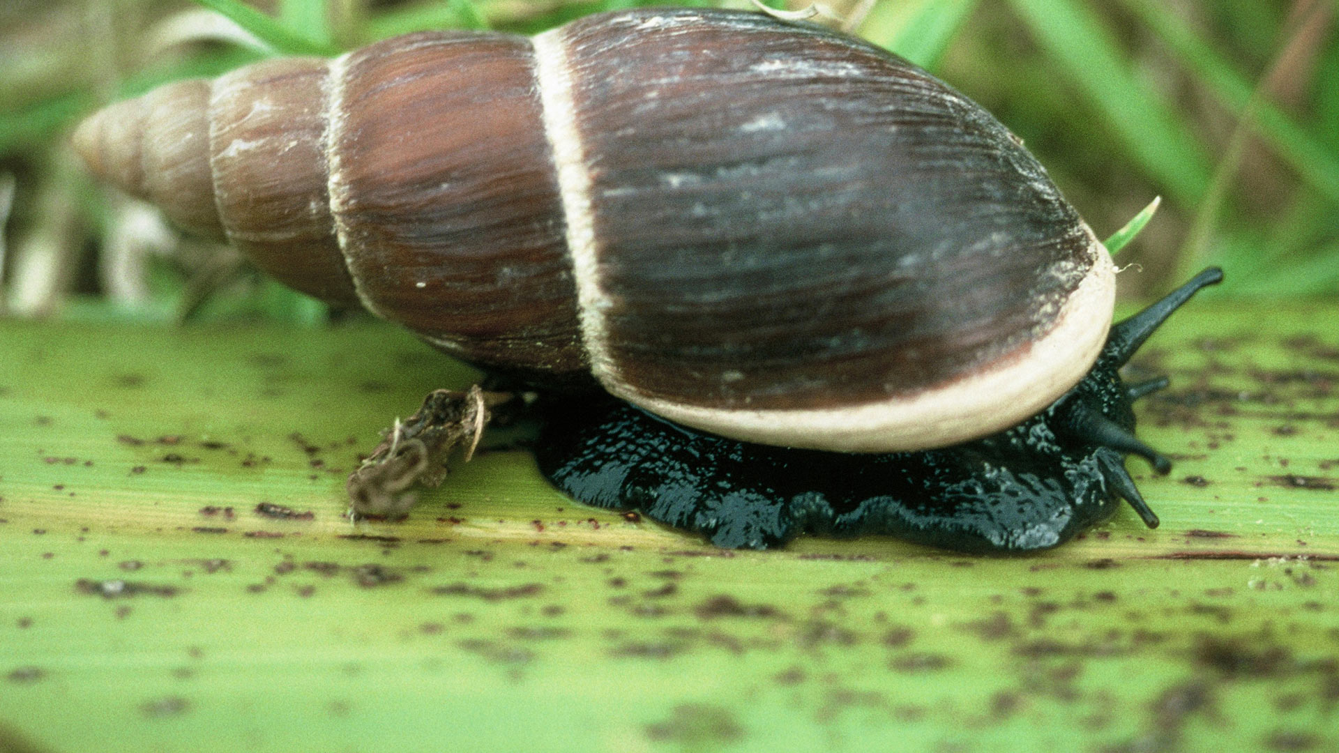 There are only around 300 flax snails of breeding age in the Ngāti Kuri rohe, but new funding will be used to help them, and other threatened taonga species, survive and thrive.