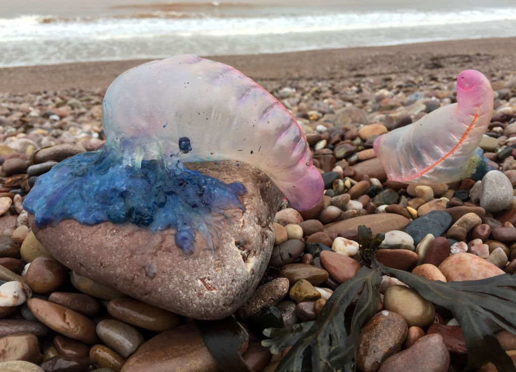 Bluebottle 'epidemic': thousands stung as record numbers swarm Queensland  beaches, Queensland