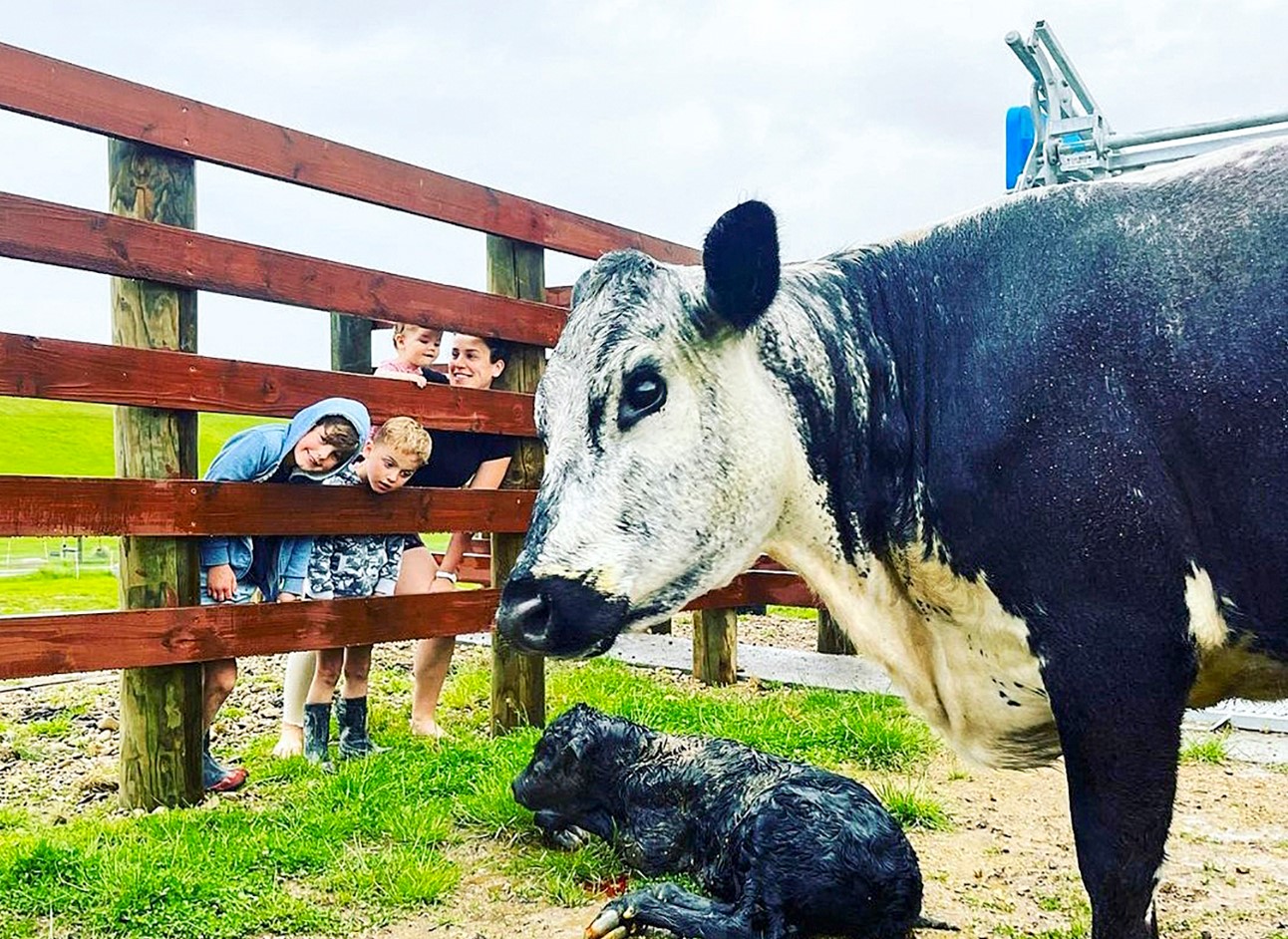 Mum and the kids check out the calf Matt helped deliver. Photo / Supplied