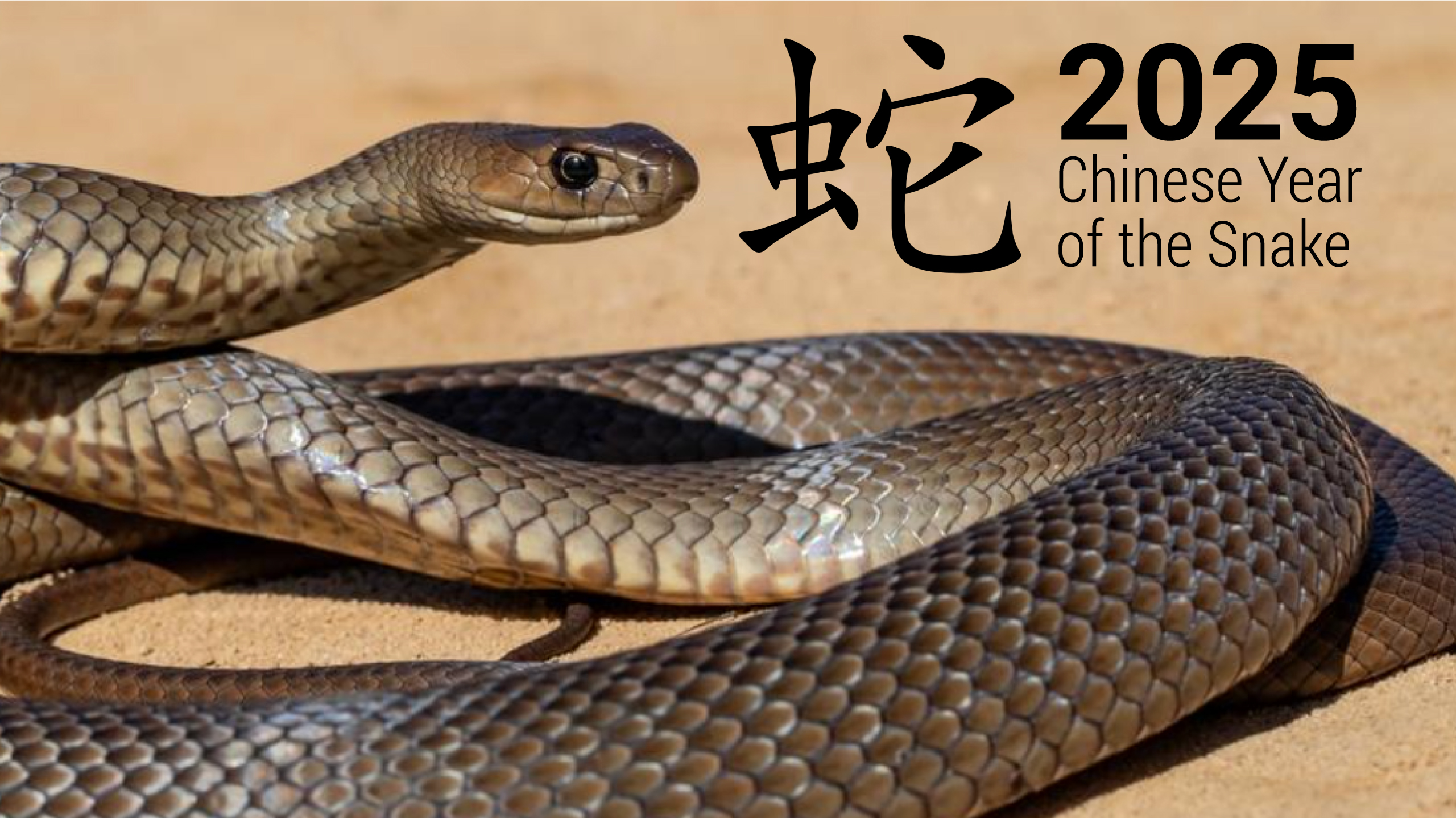 The snake is a symbol of good luck and happiness and ranks sixth among the 12 animals of the Chinese Zodiac.