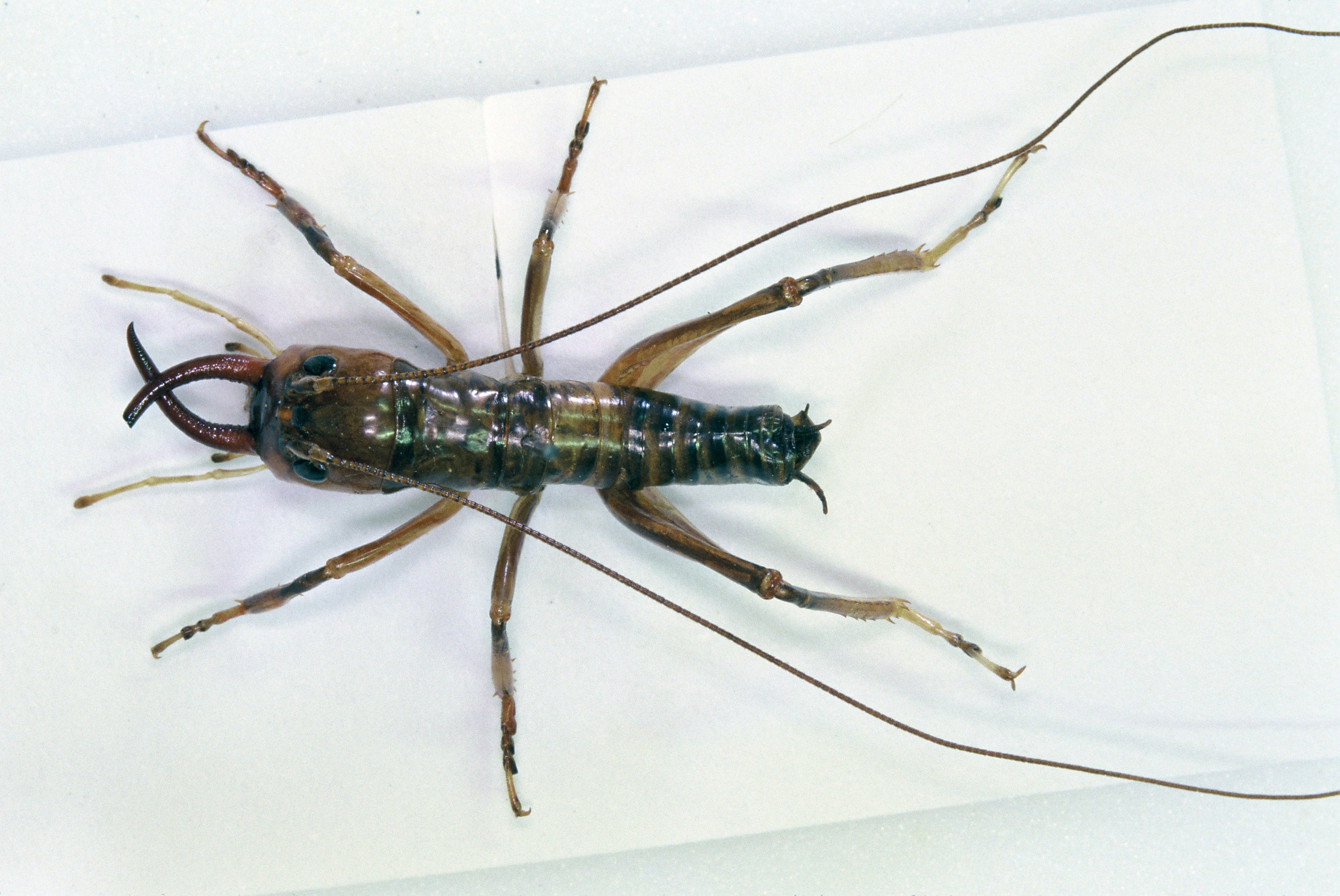 The Northland Tusked Wētā (Anisoura nicobarica). Photo / Andrew Townsend