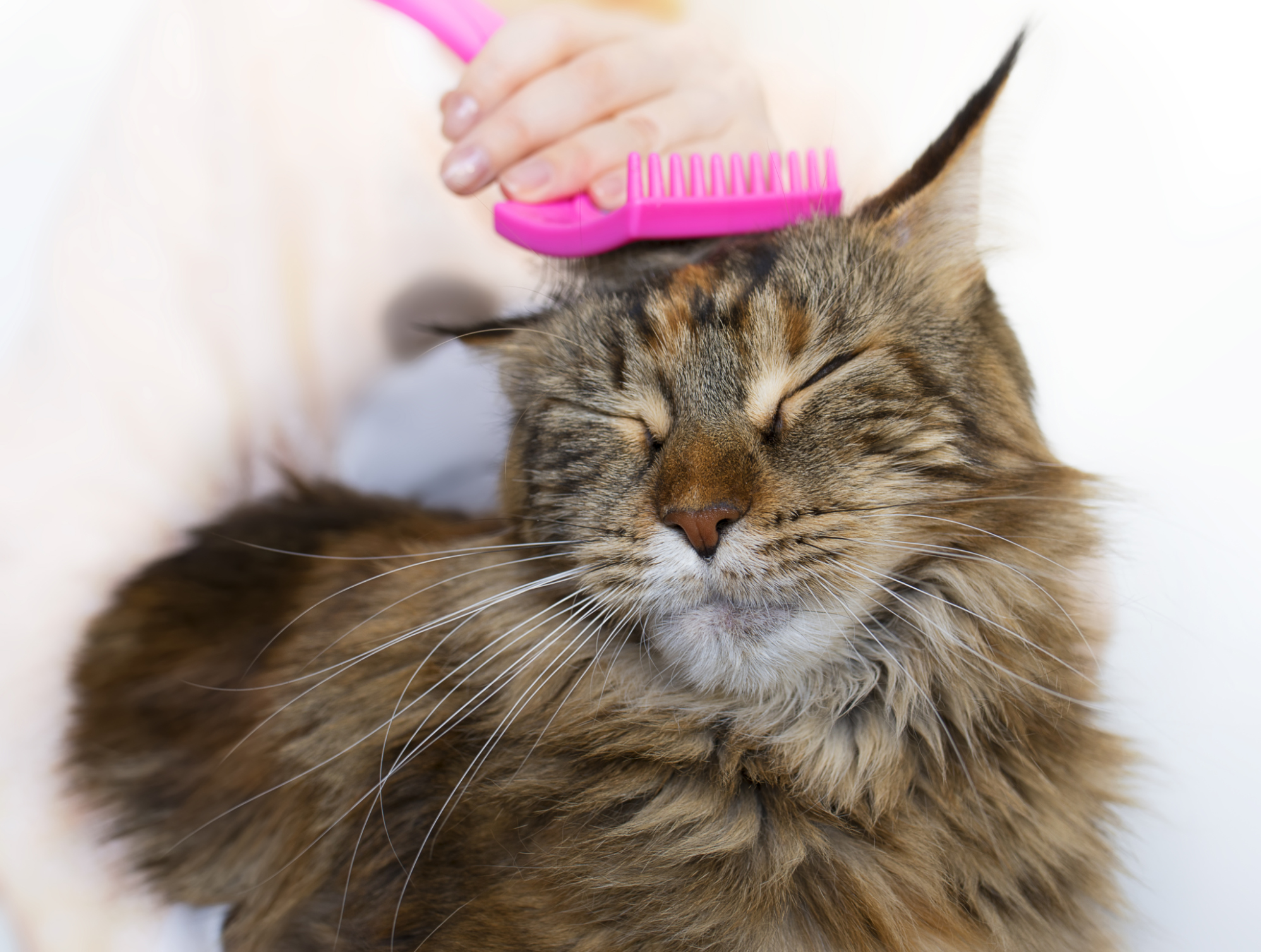 Top 5 Tips For Grooming Your Cat Nz Herald