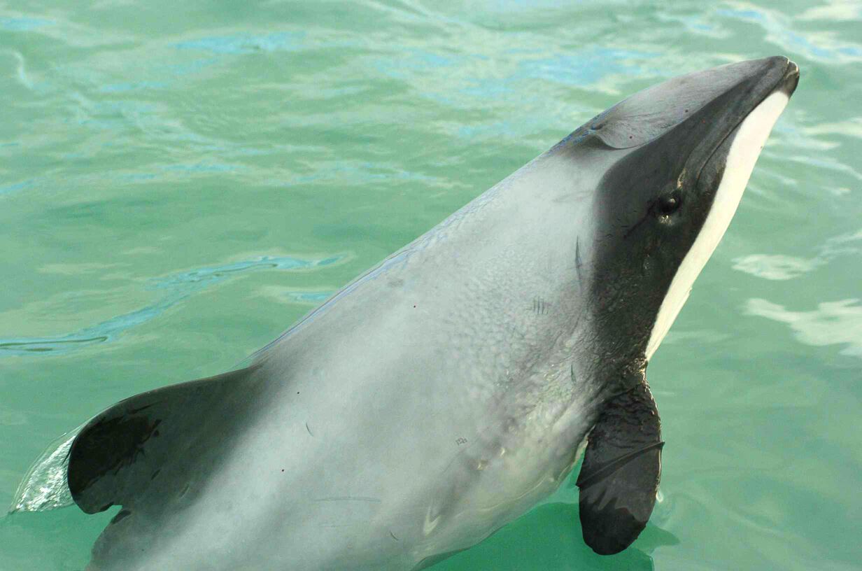 The Maui dolphin. Photo: Steve Dawson