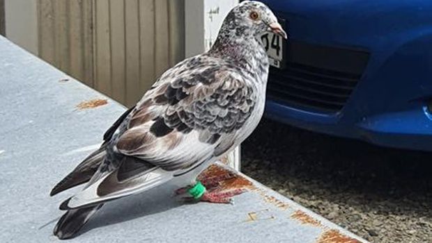 Pigeons and other birds are not always popular around apartment buildings. 
