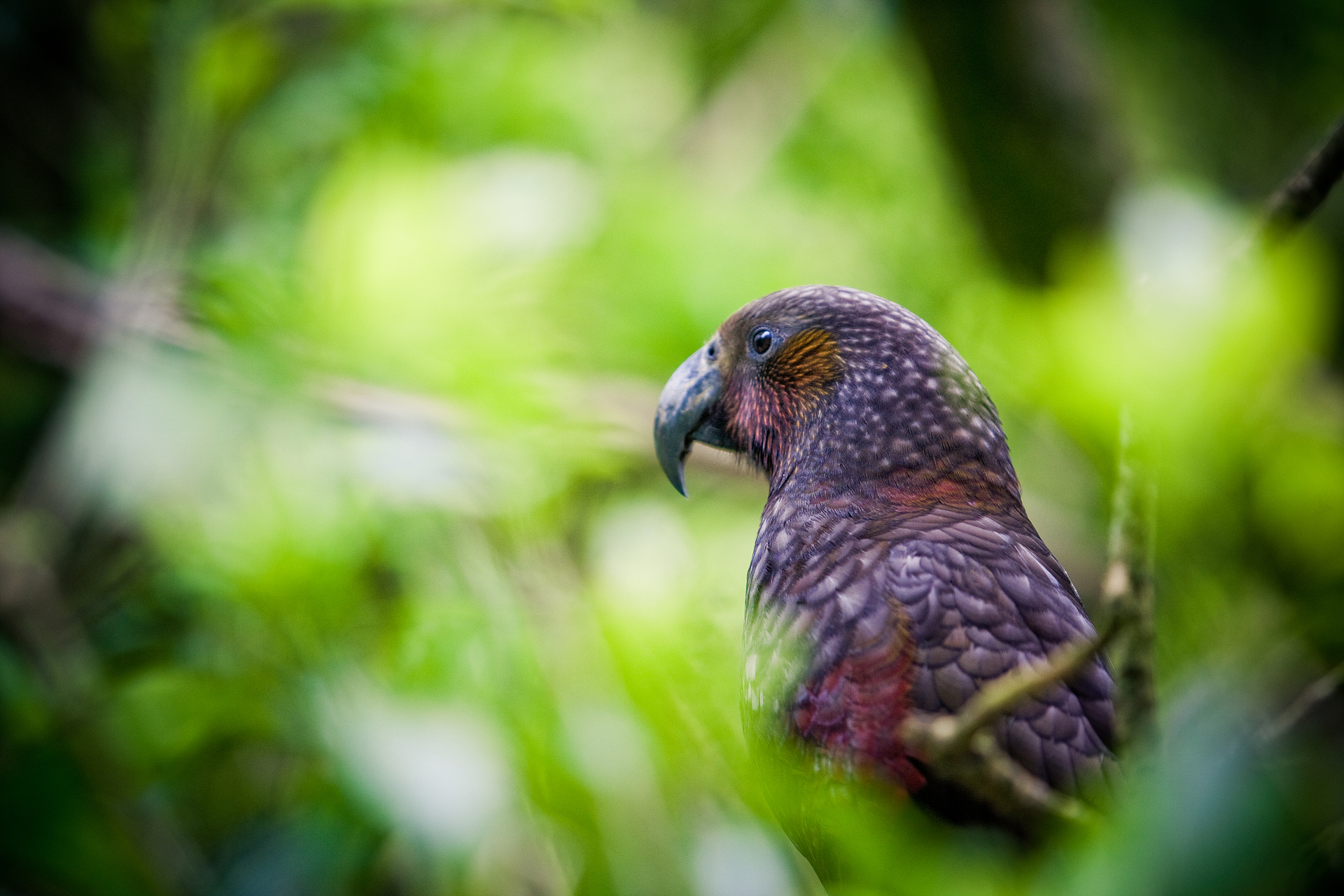 A kākā at Zealandia in Wellington. Photo / Wellington NZ
