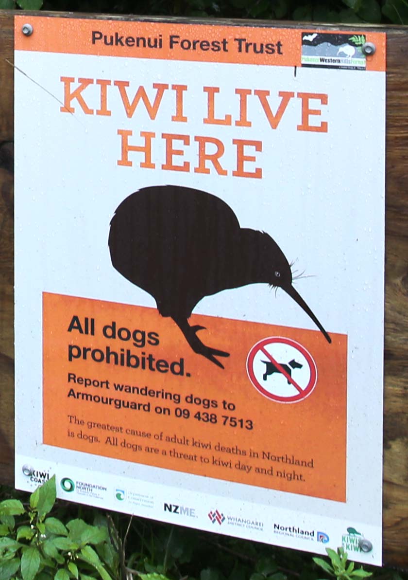 The threat to kiwi from dogs is so high that they are banned from some places, like the Coronation Scenic Reserve, in Whangārei