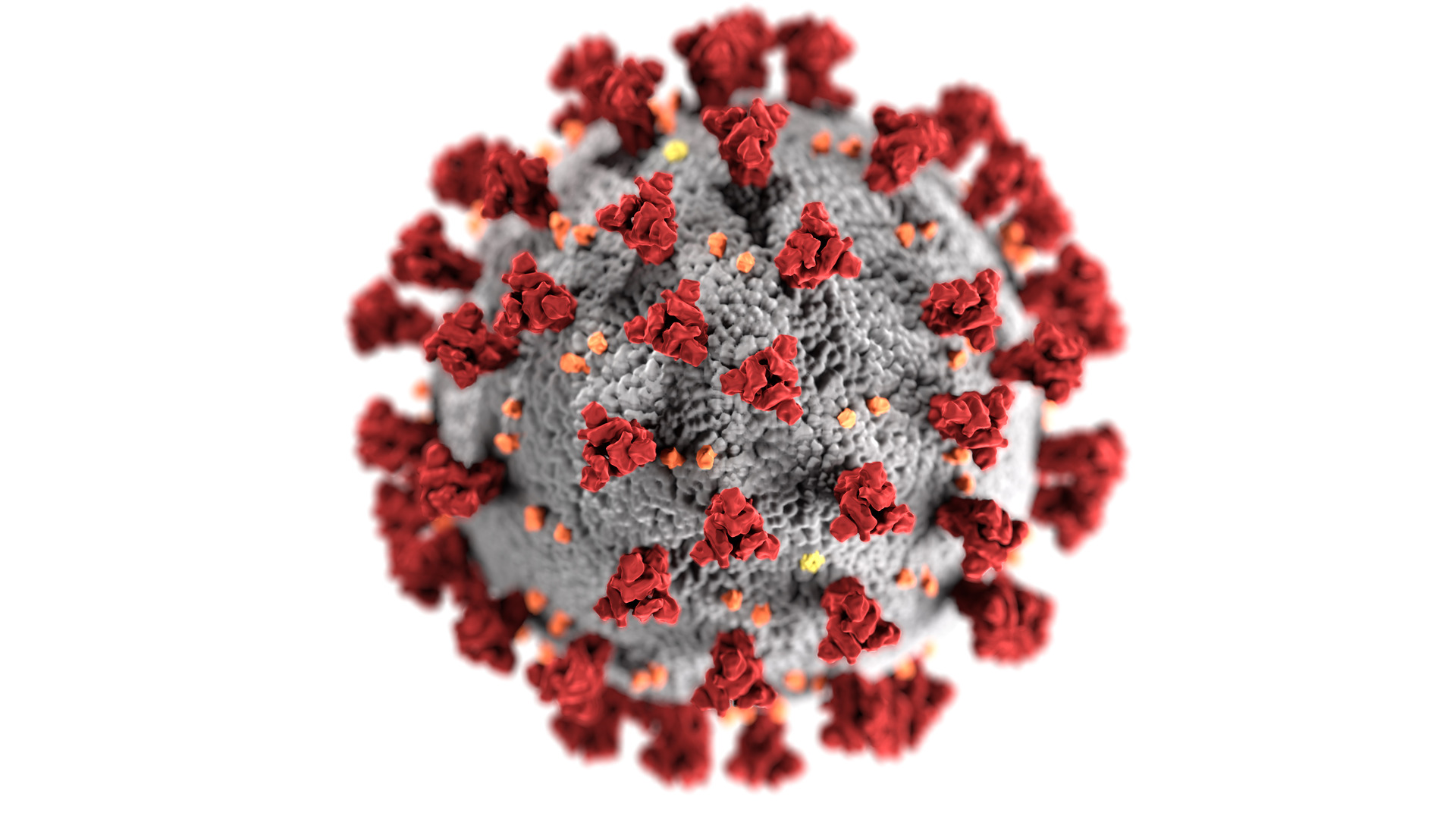 The study analysed antibodies in a group of 112 New Zealand patients previously infected with the SARS-CoV-2 virus (pictured), the bulk of whom suffered mild symptoms. Photo / CDC
