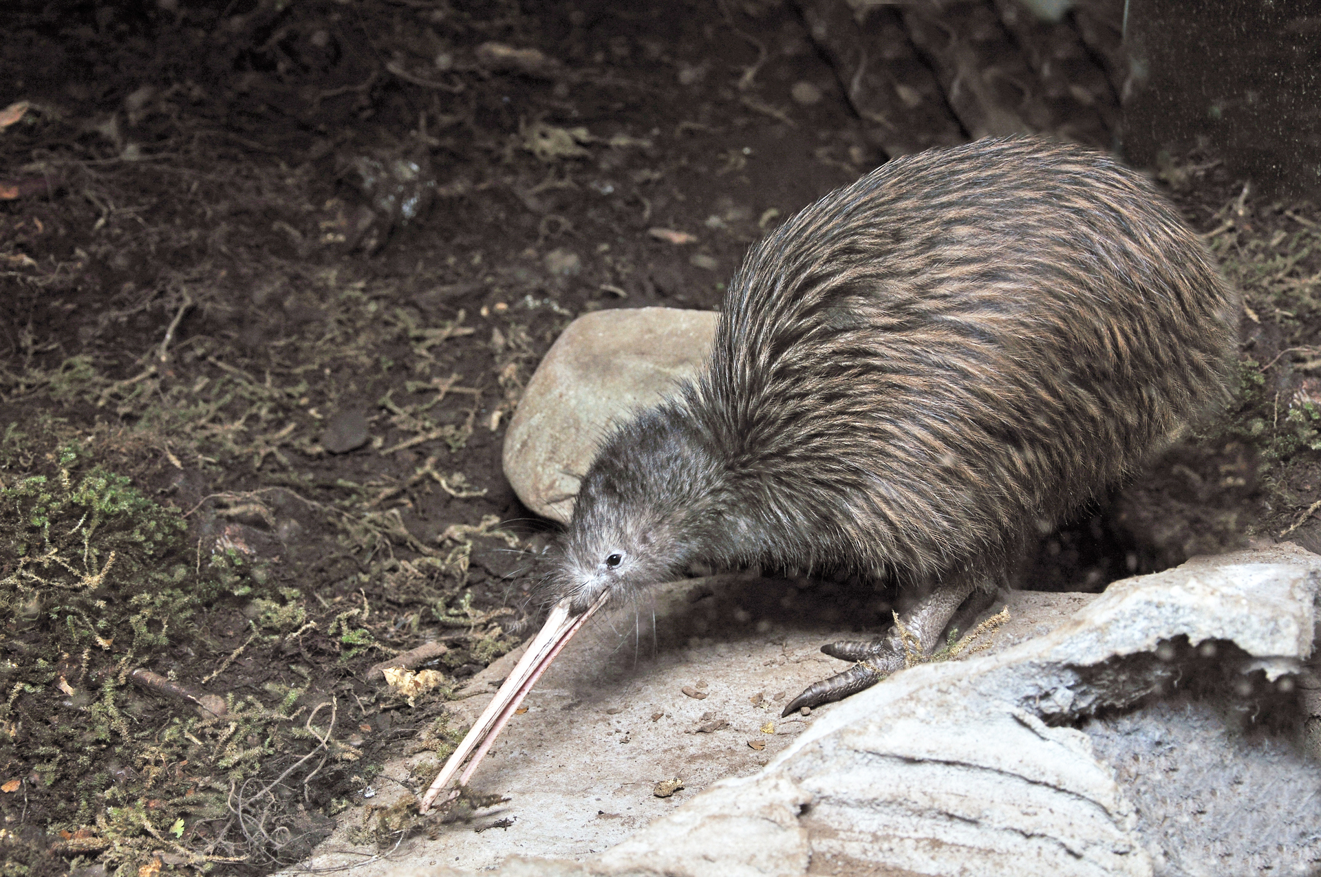 Wellington's Zealandia runs nightly guided tours, and visitors often encounter kiwi. Photo / Getty Images
