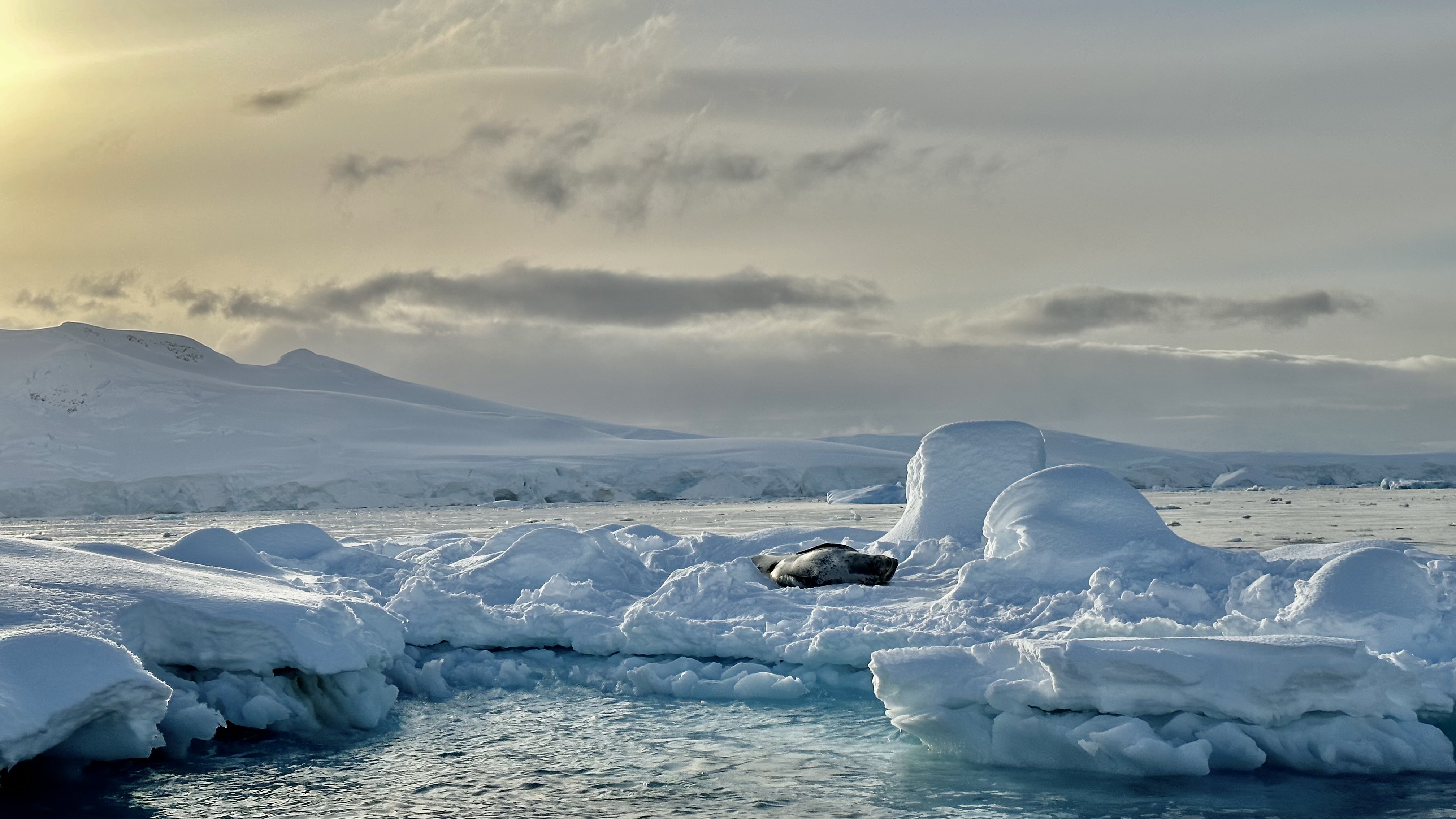 Antarctica is warming five times faster than the rest of the world. Photo / Eloise Barker