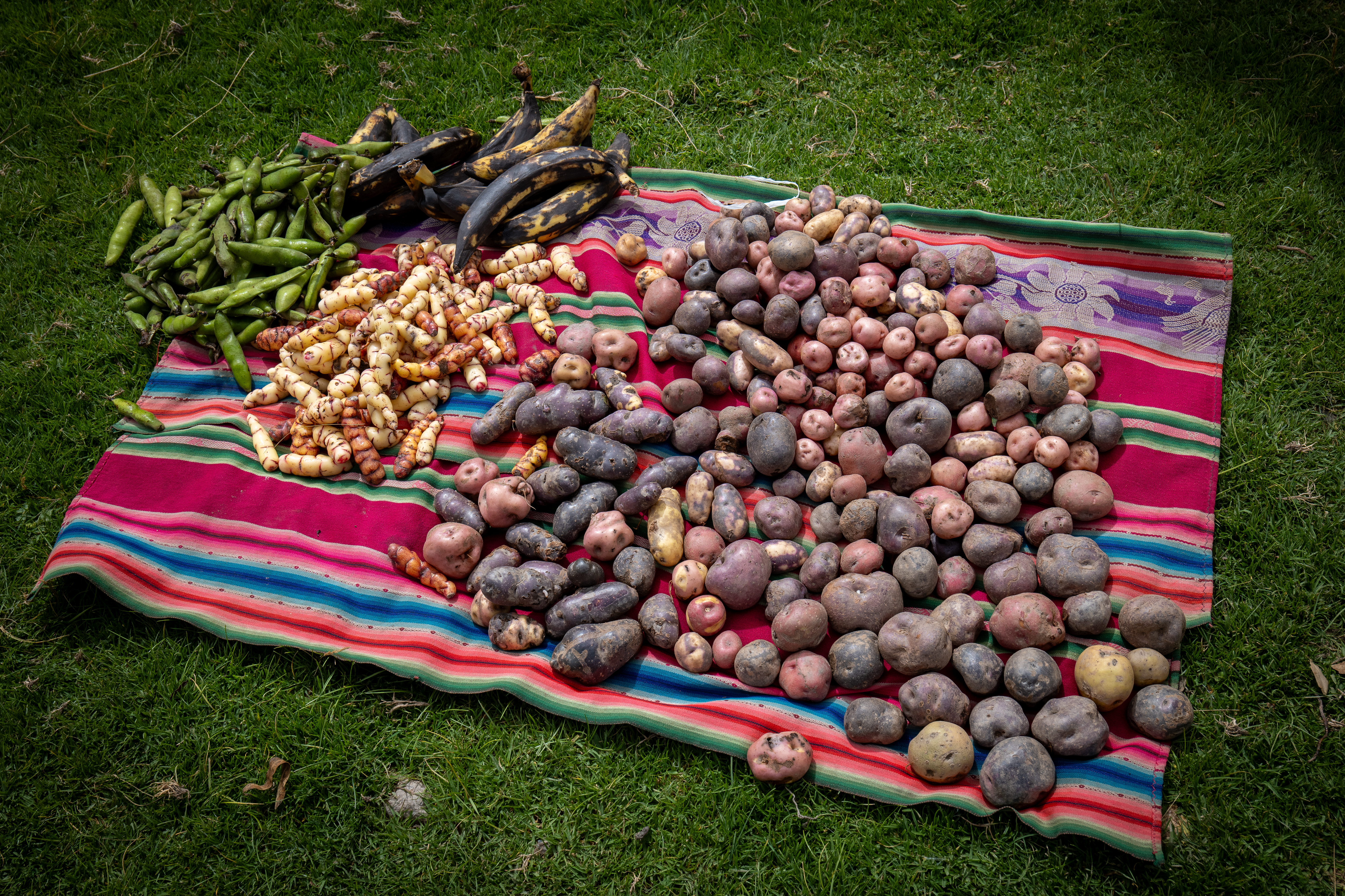 Peru boasts over 3000 varieties of potato: Diverse tubers in the Andean highlands. Photo / Thomas Bywater