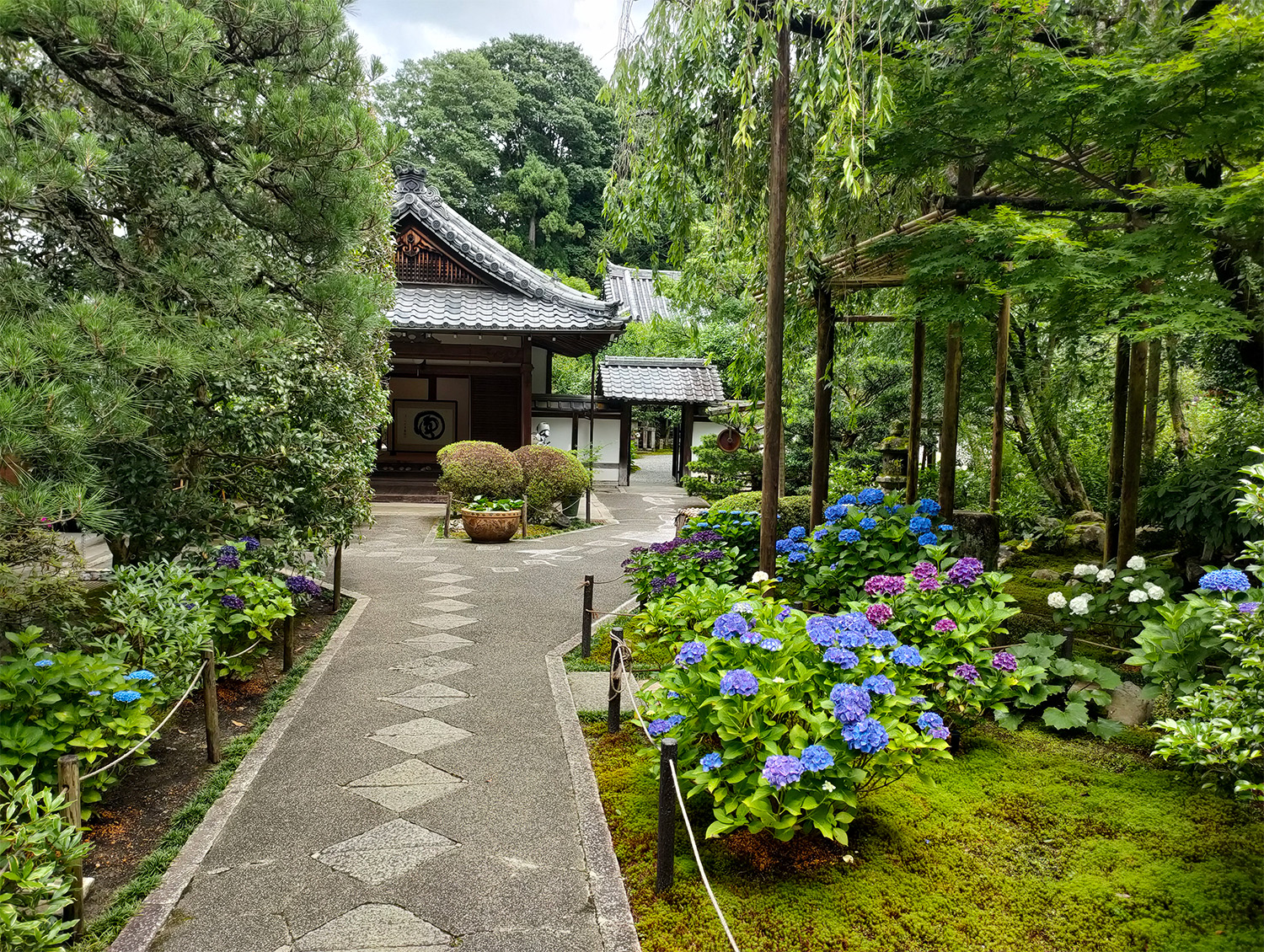 Hydrangeas in bloom at Shinzenkoji temple.