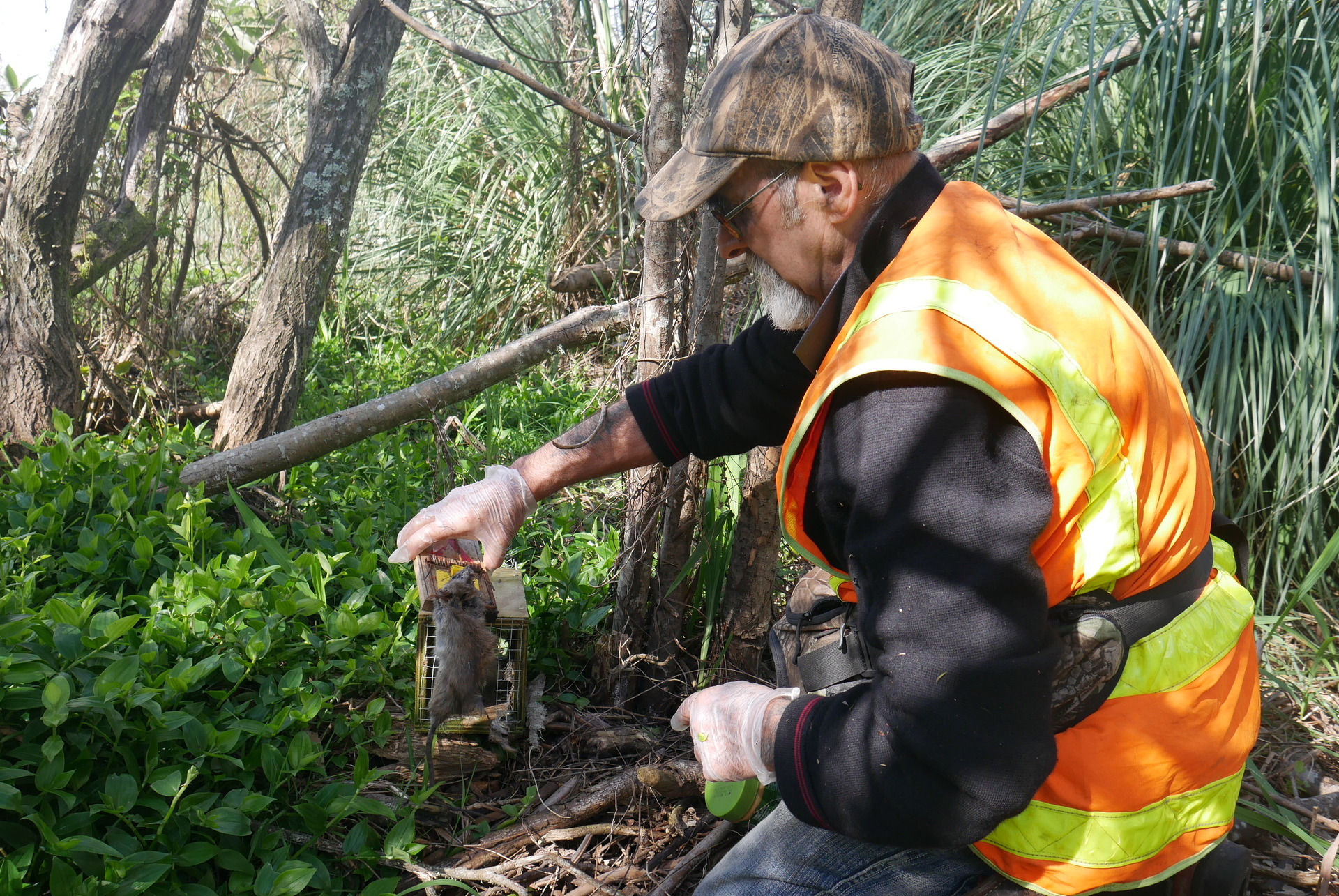 Waikato Regional Council hunting for rook sightings