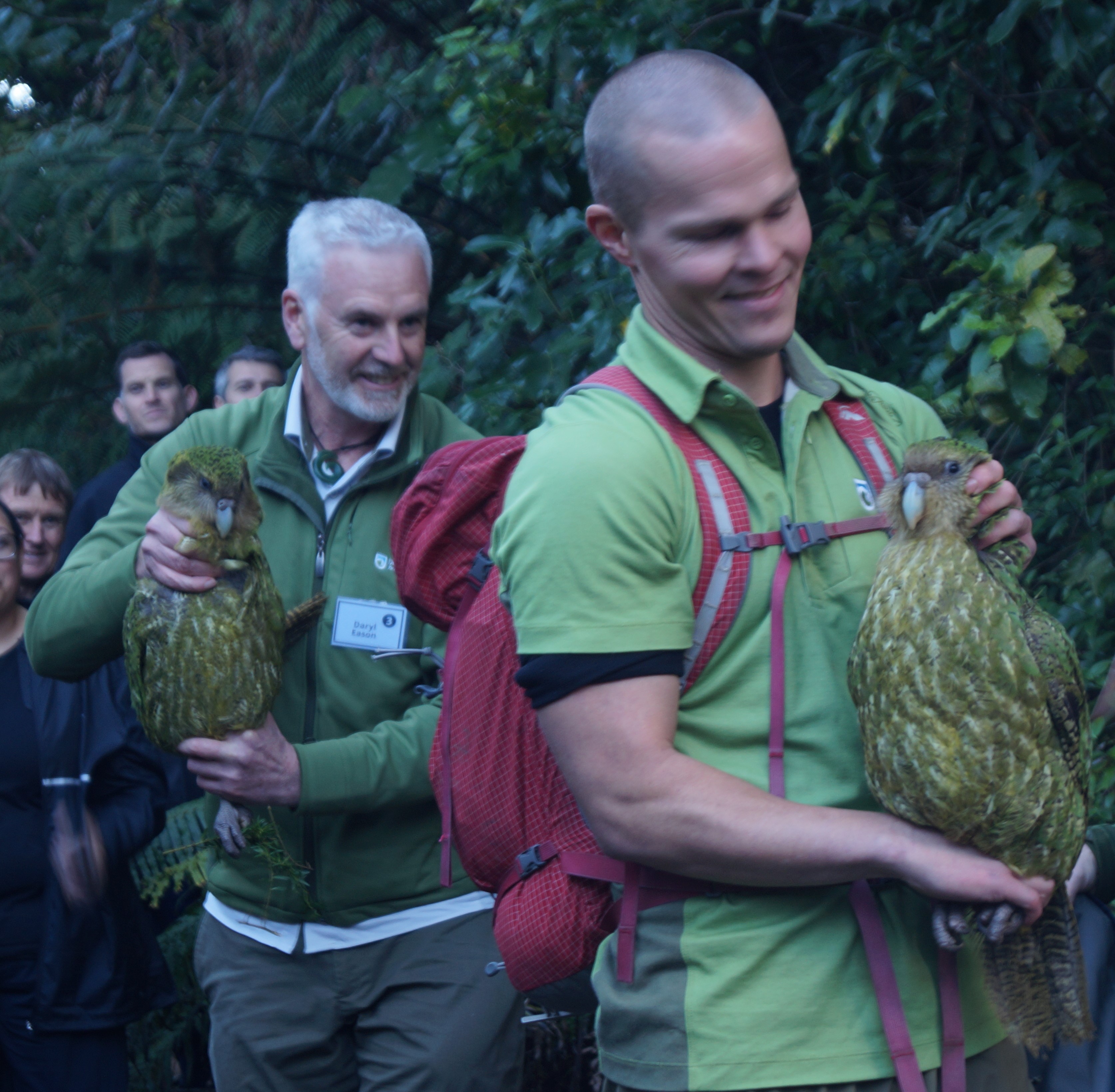 Māhutonga and Motupōhue are two of the four kākāpō now living at Sanctuary Mountain Maungatautari. Photo / Danielle Zollickhofer
