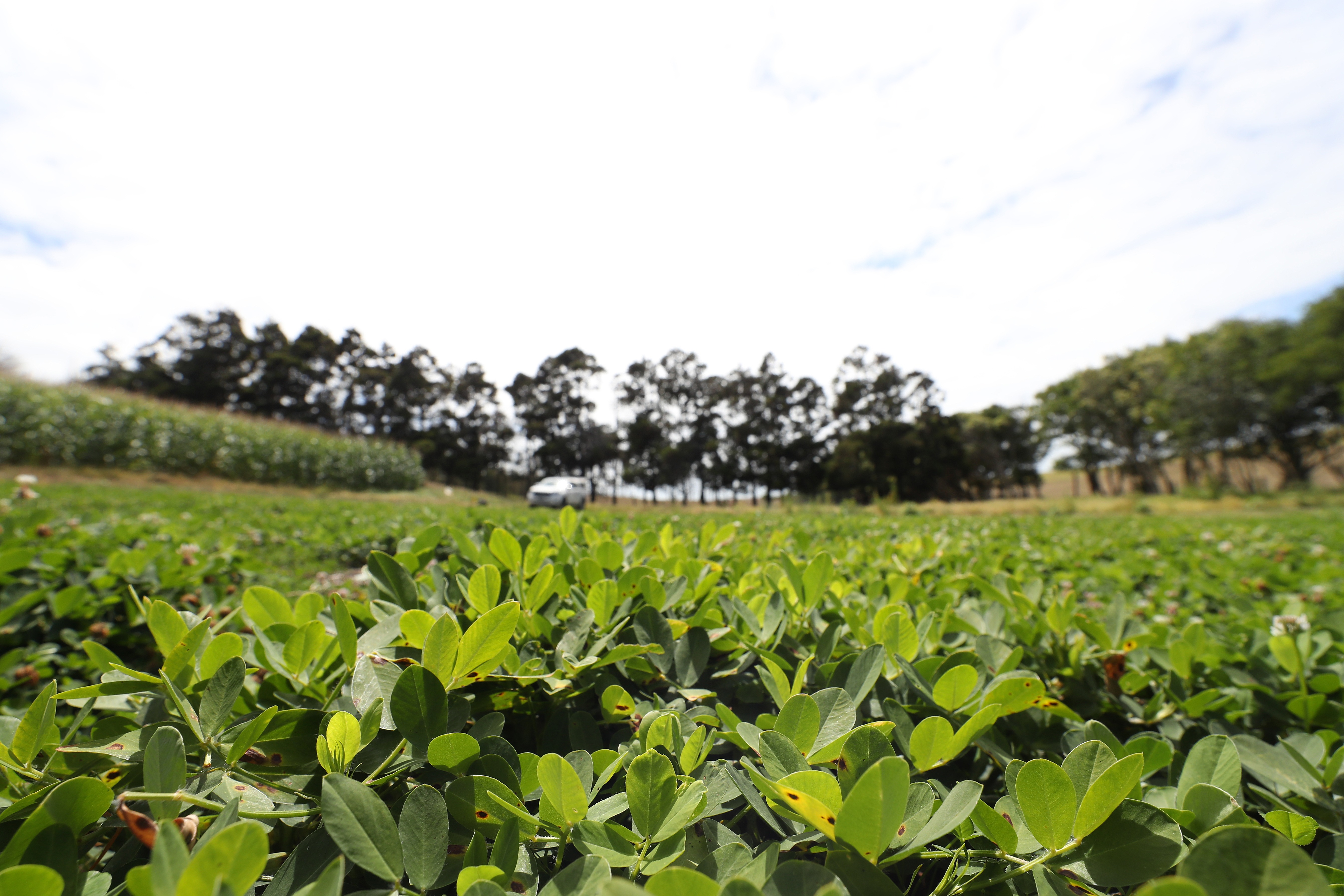 Below the ground at Pouto grow thousands of peanuts as part of a feasibility trial. Photo / Michael Cunningham