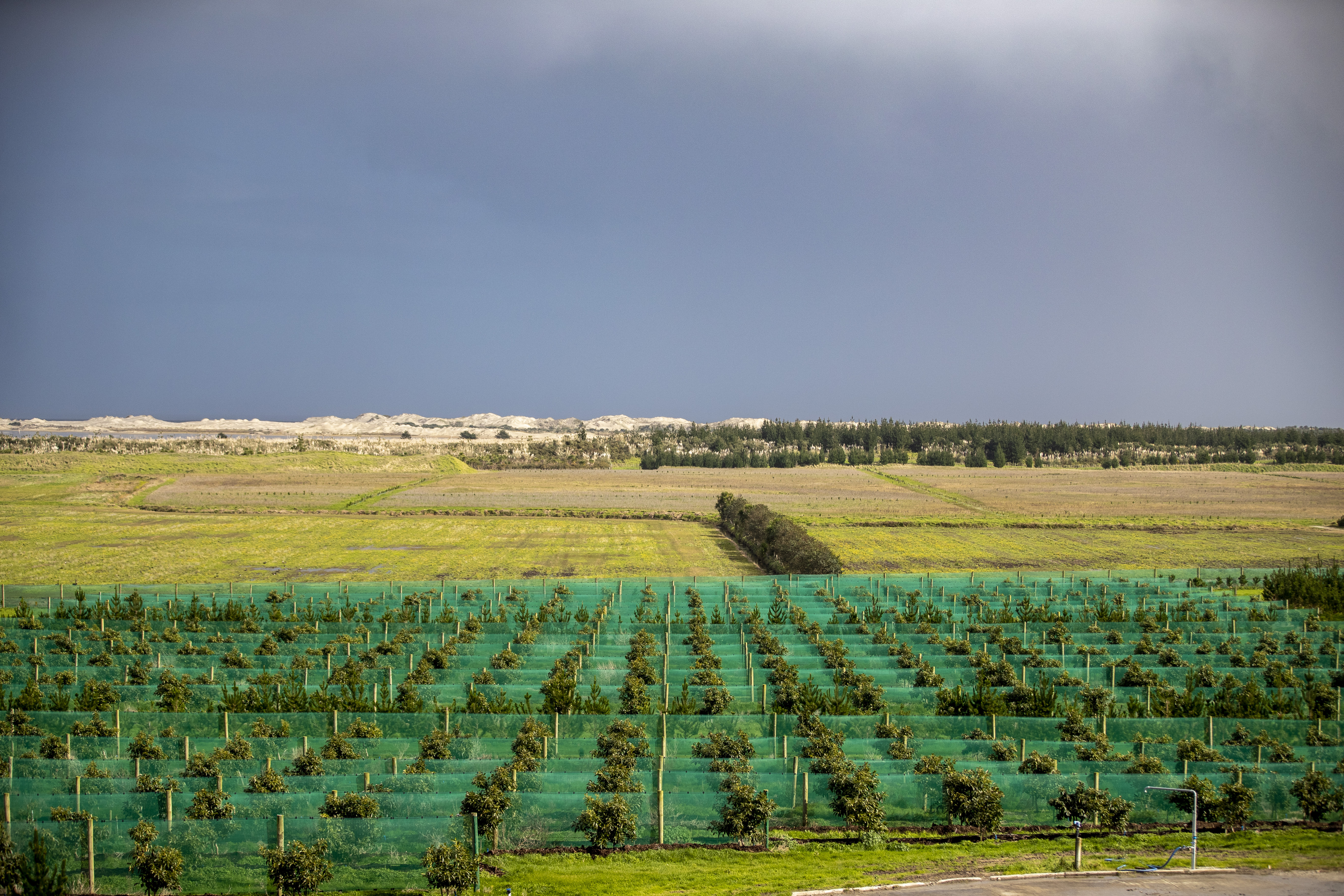 Young trees at Harbour Edge Avocados. Photo / Michael Craig


