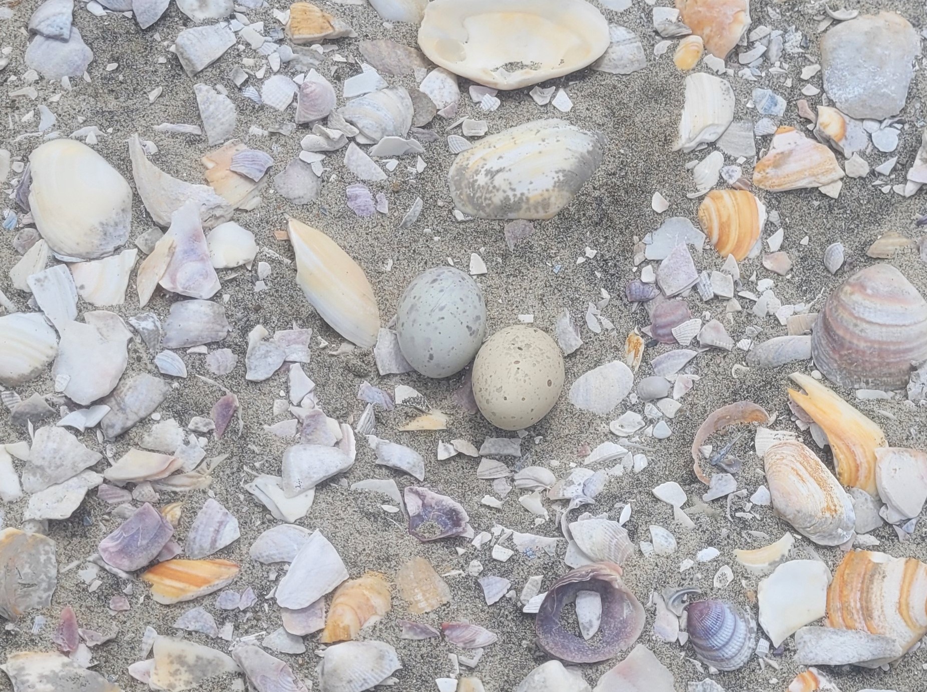 A real egg (left) is barely distinguished from a 3D-printed dummy egg (right), used in nest protection for NZ fairy tern, tara iti. Photo / DOC