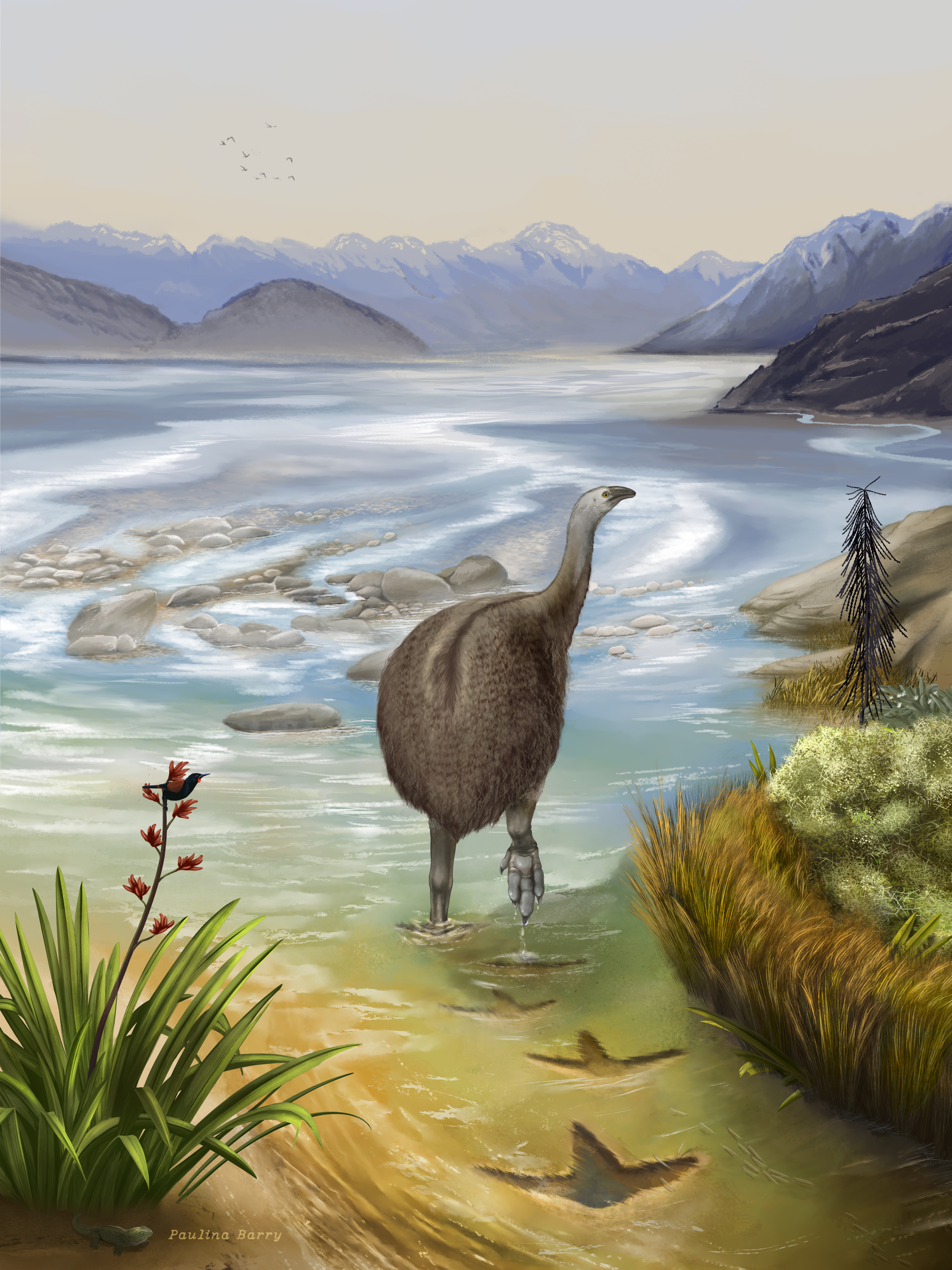 This illustration depicts a moa that left footprints in the bed of the Kyeburn River in Maniototo, Otago, some 3.6 million years ago. The moa footprints were discovered by chance by Ranfurly tractor driver Michael Johnston – and represent the second-oldest documented to date. Image / Paulina Barry, supplied by Otago Museum
