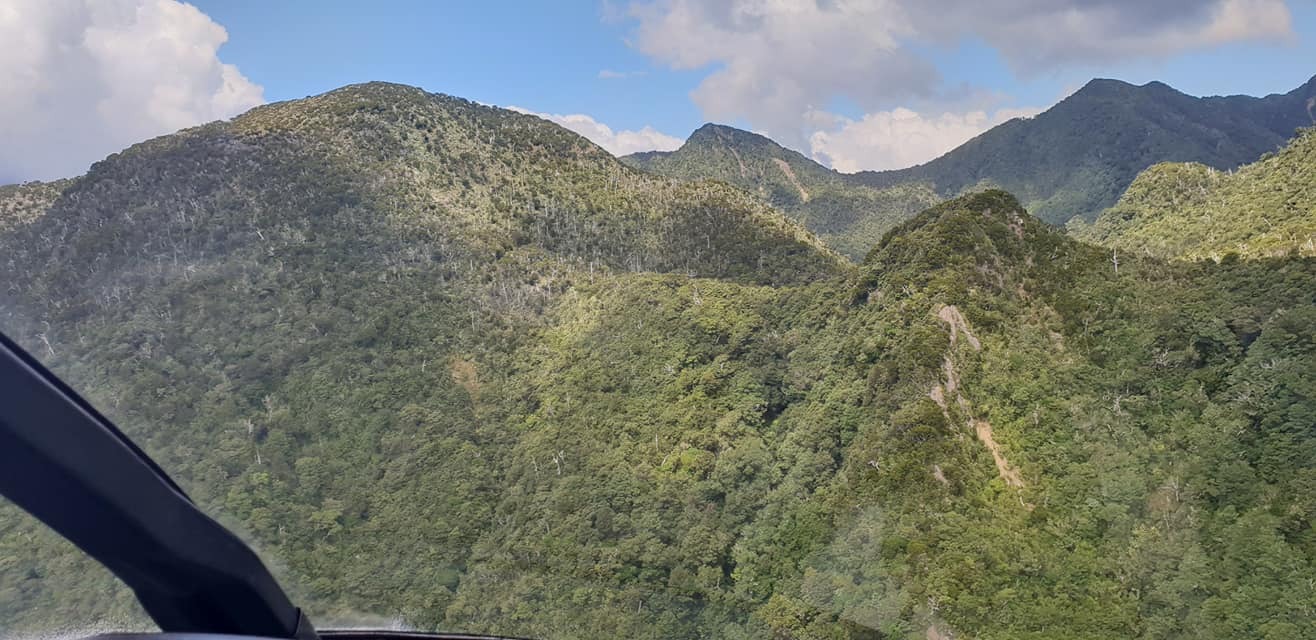 Grey, dying and dead trees in the Raukumara Conservation Park highlight the environmental challenges facing the East Coast forest north of Gisborne. Photo / Graeme Atkins