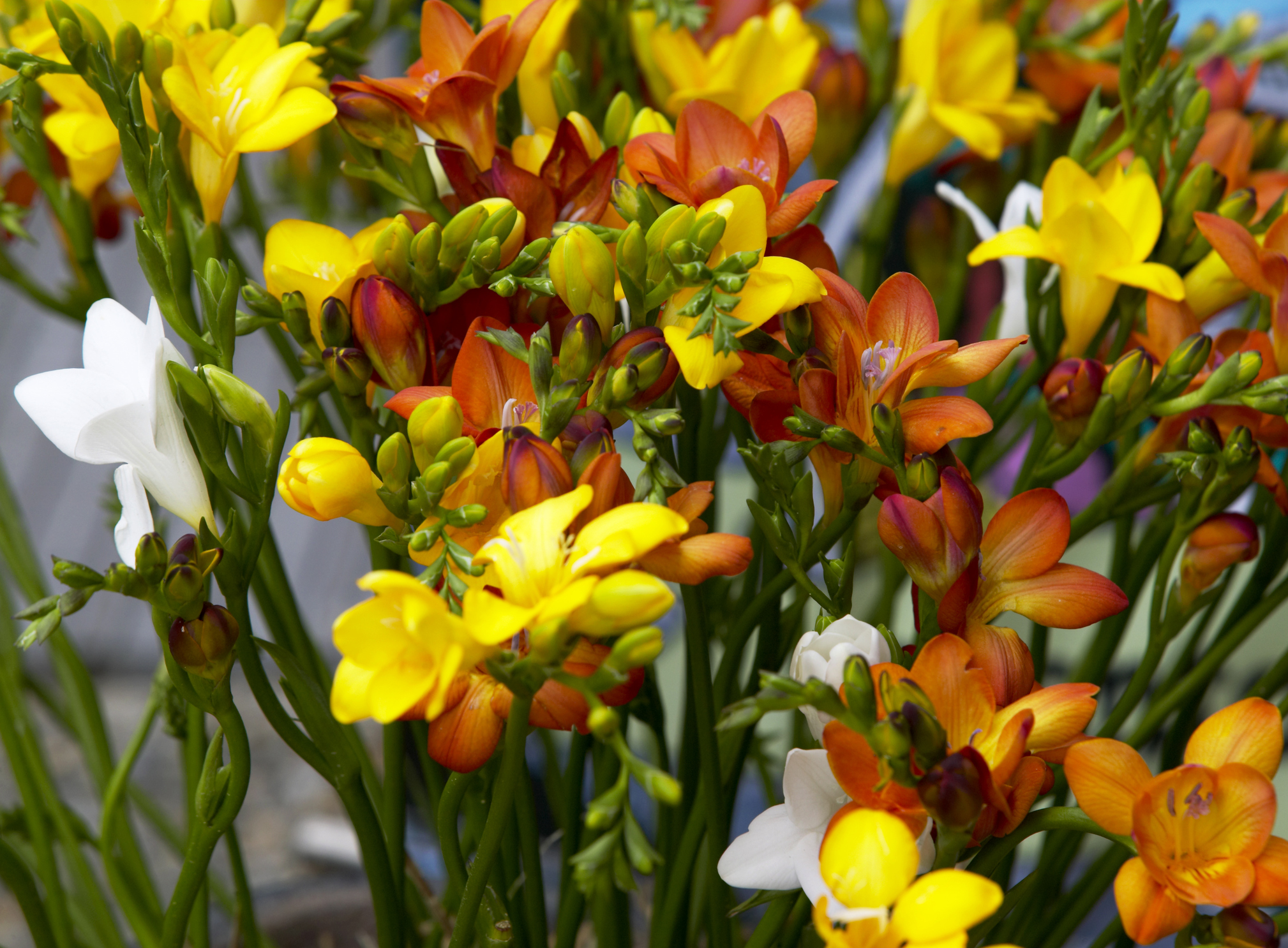 Plant Bulbs For A Spring Display Nz
