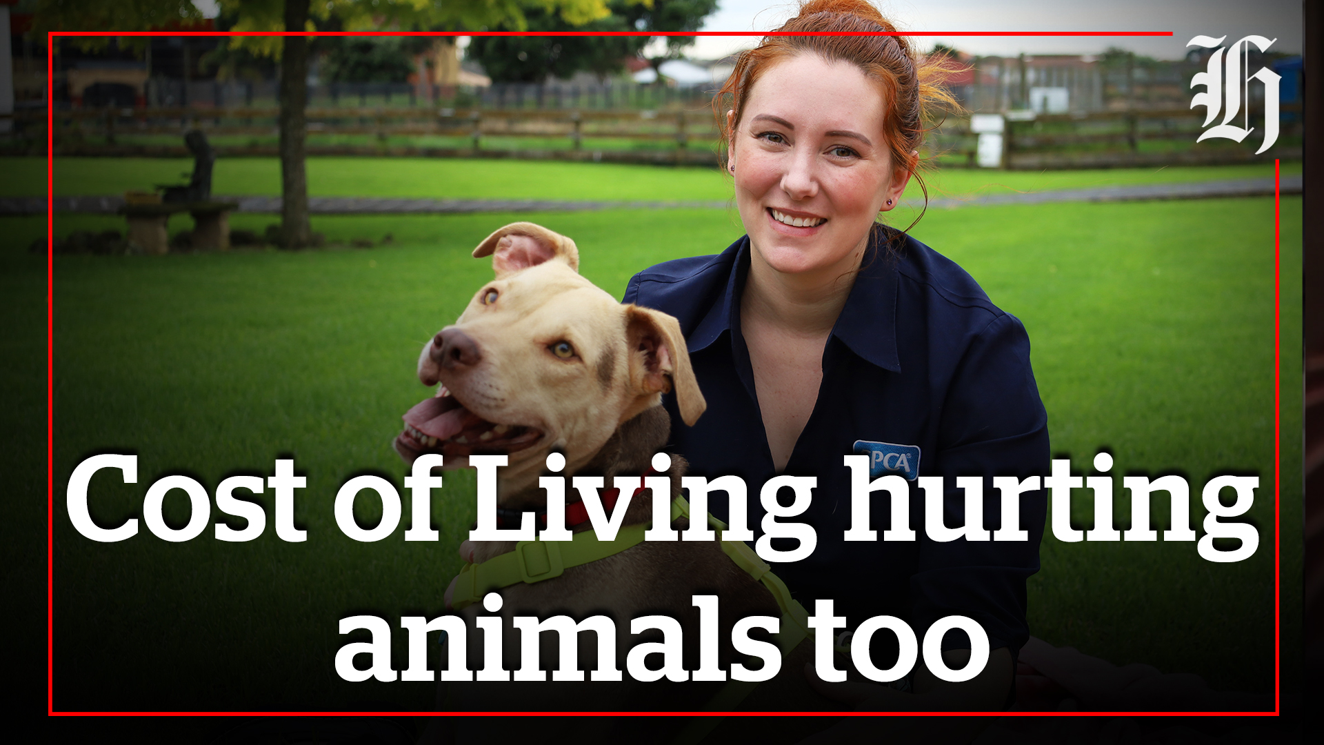 Animal shelters inundated due to cost of living NZ Herald