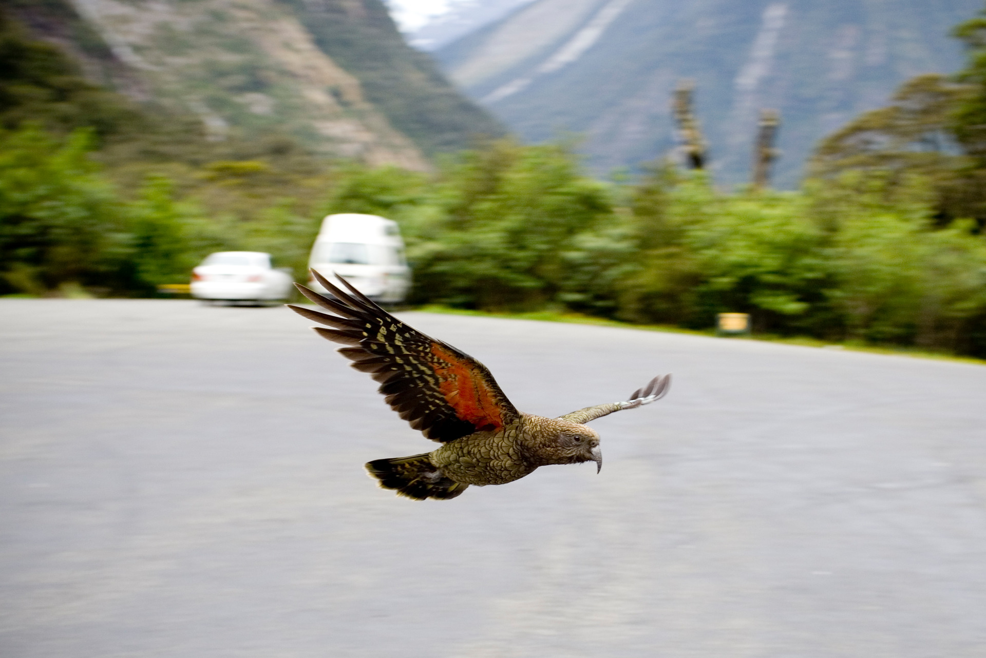 The kea. Photo / Dean Purcell