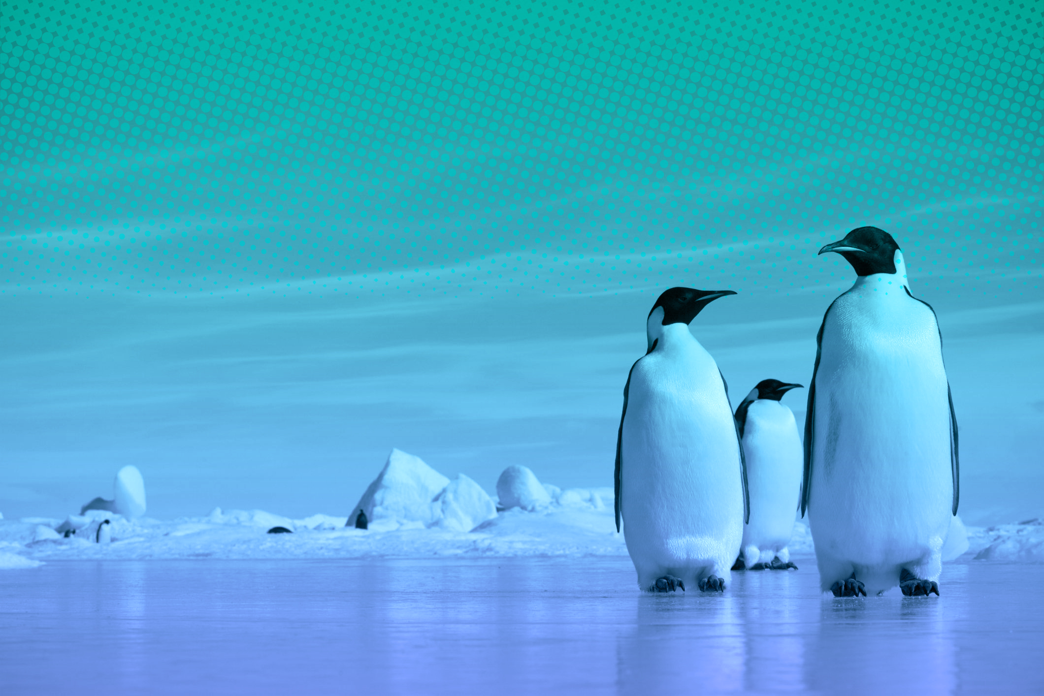 The loss of ice in Antarctica threatens to drive emperor penguins to extinction. Photo / Getty
