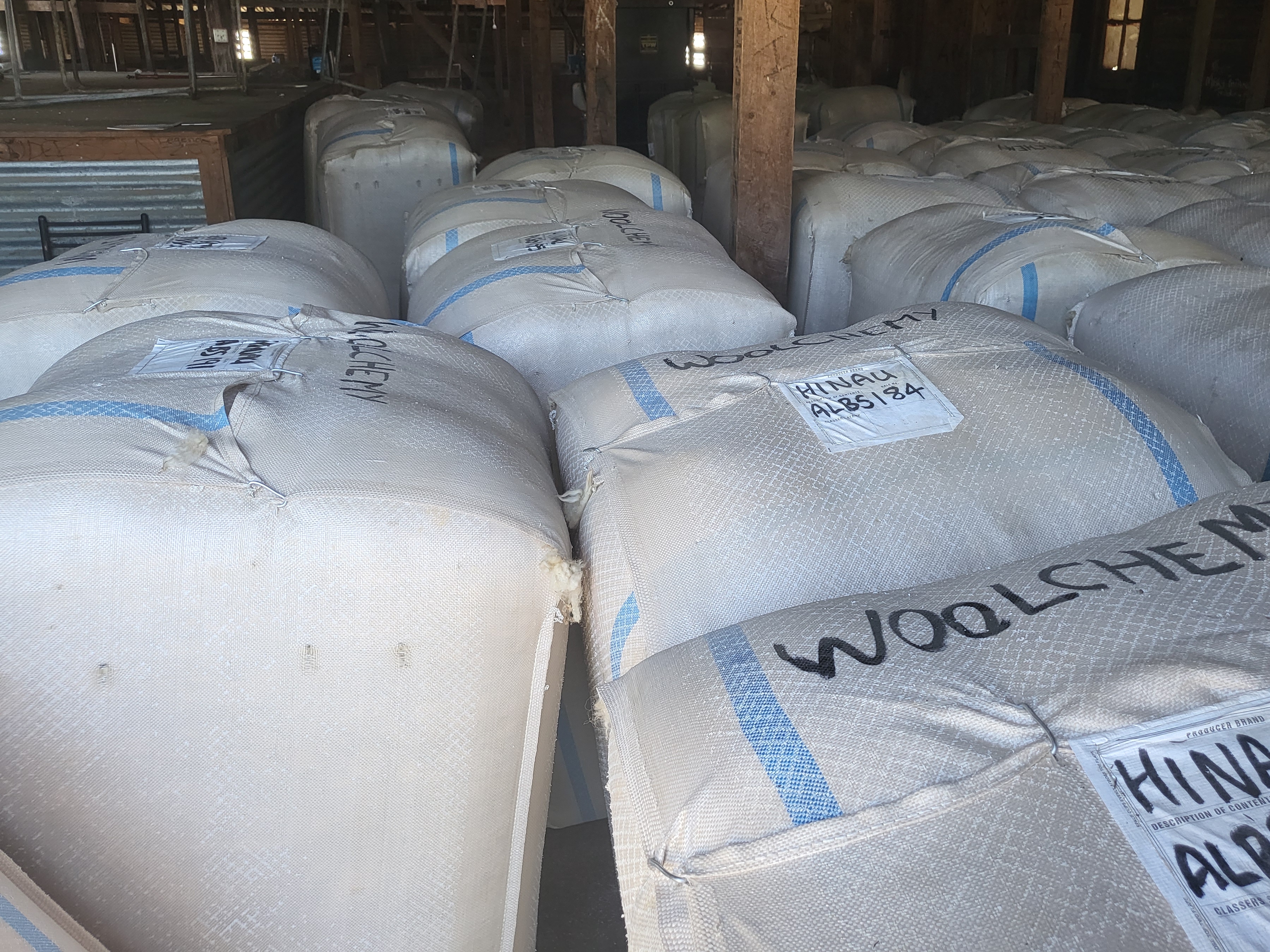Woolchemy could potentially process up to 26,000 tonnes of strong wool per year within half a decade. Photo / Supplied