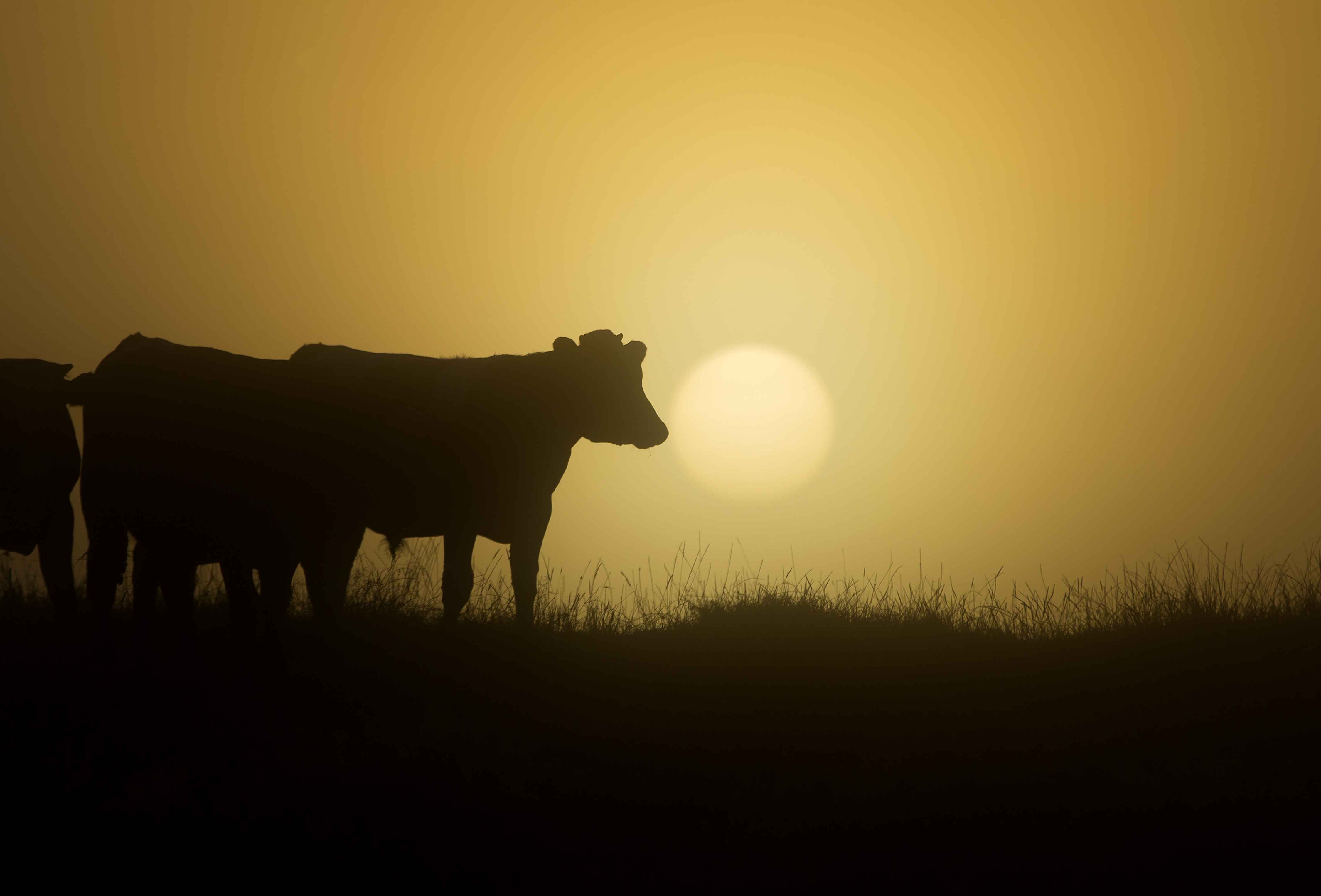 Federated Farmers has been calling on the Government to carry out an independent inquiry into rural banking since September 2023. Photo / Brett Phibbs