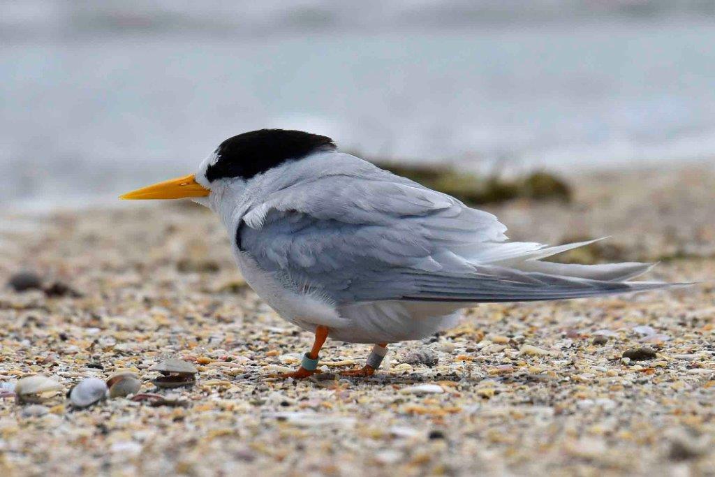 One of New Zealand's most endangered birds which breeds in Northland - tara iti/New Zealand fairy tern - has laid its first egg of the season in the Kaipara.