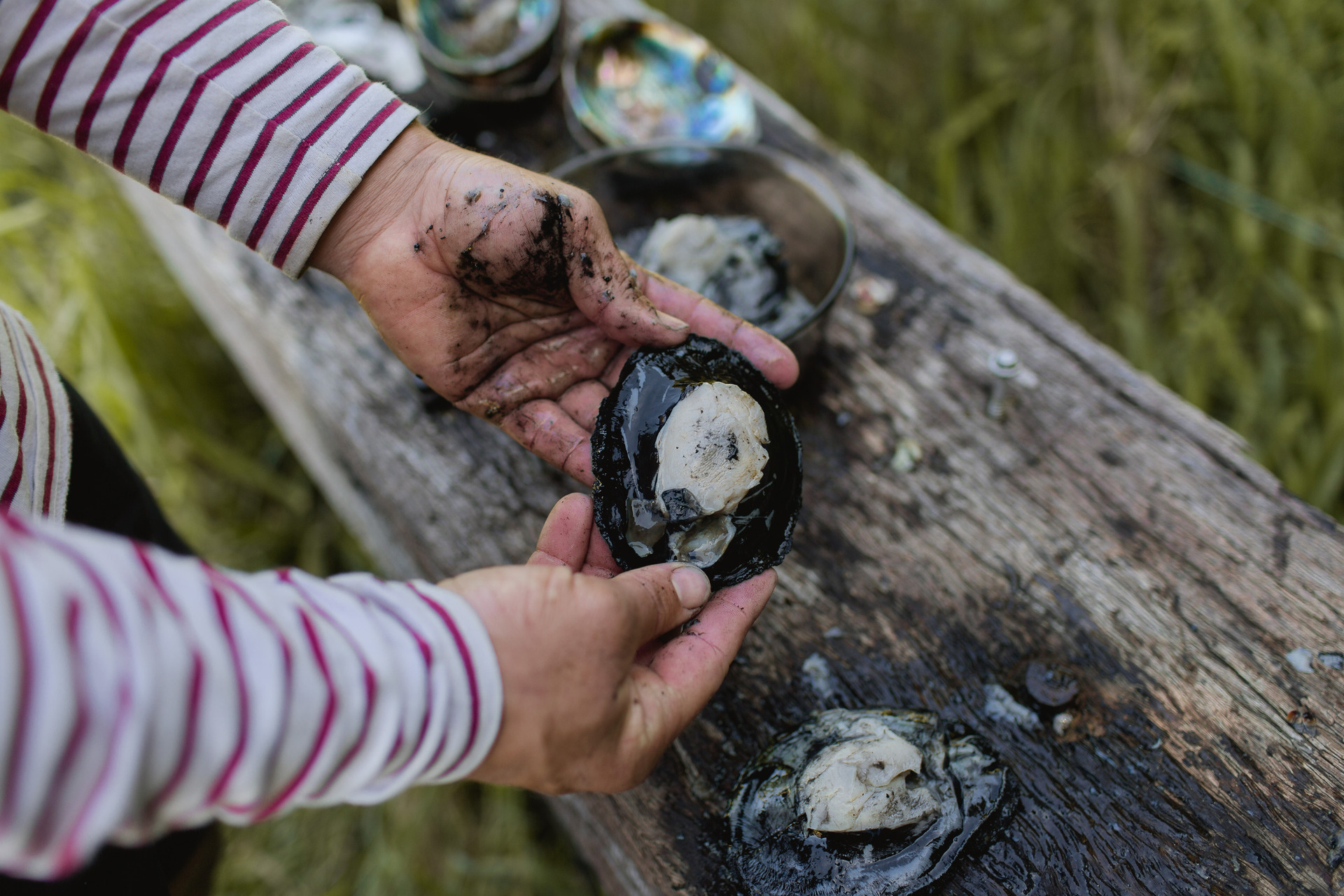 Freshly shucked raw pāua, caught by sustainable seafood company Tora Collective. Photo/Benjamin Johnson
