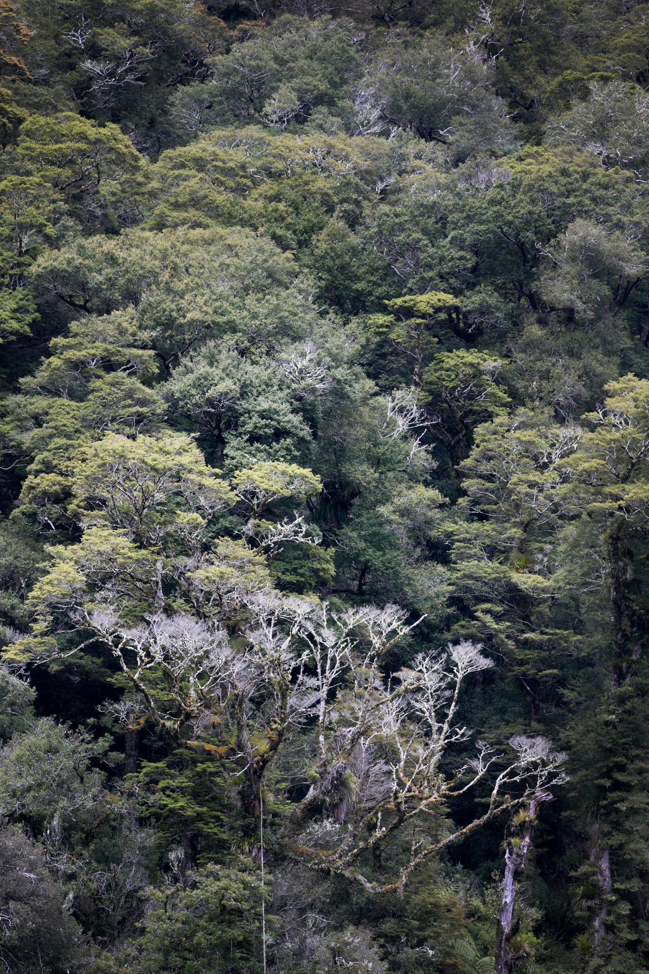 Dying trees poking through the canopy in the Raukumara Forest Park. Photo / Alan Gibson